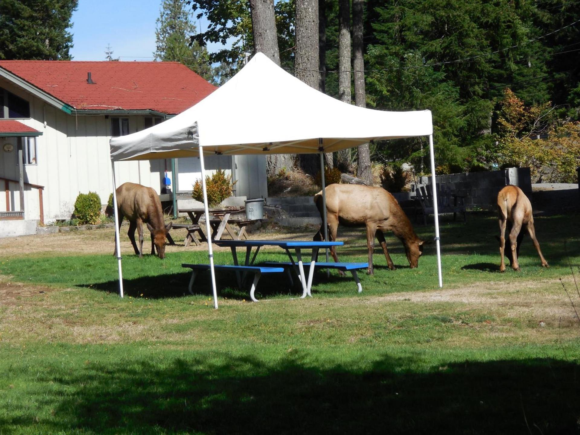 Mountain View Lodge - No Pets allowed photo 13