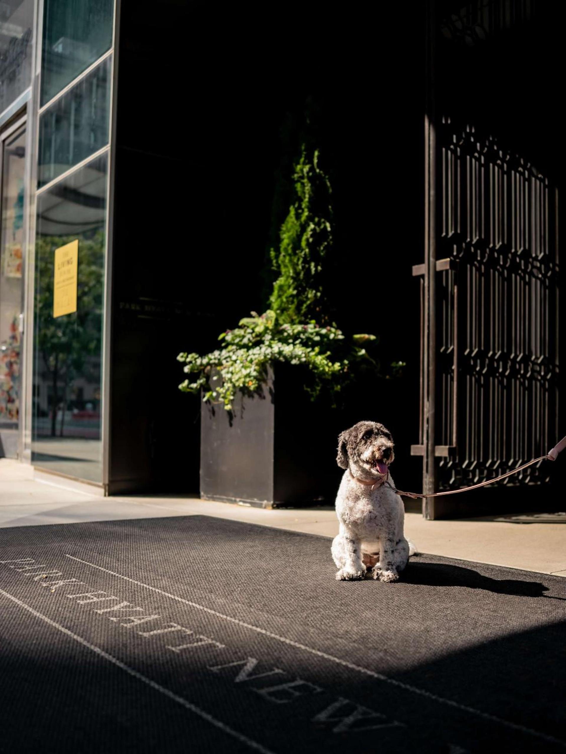 Park Hyatt New York photo 29