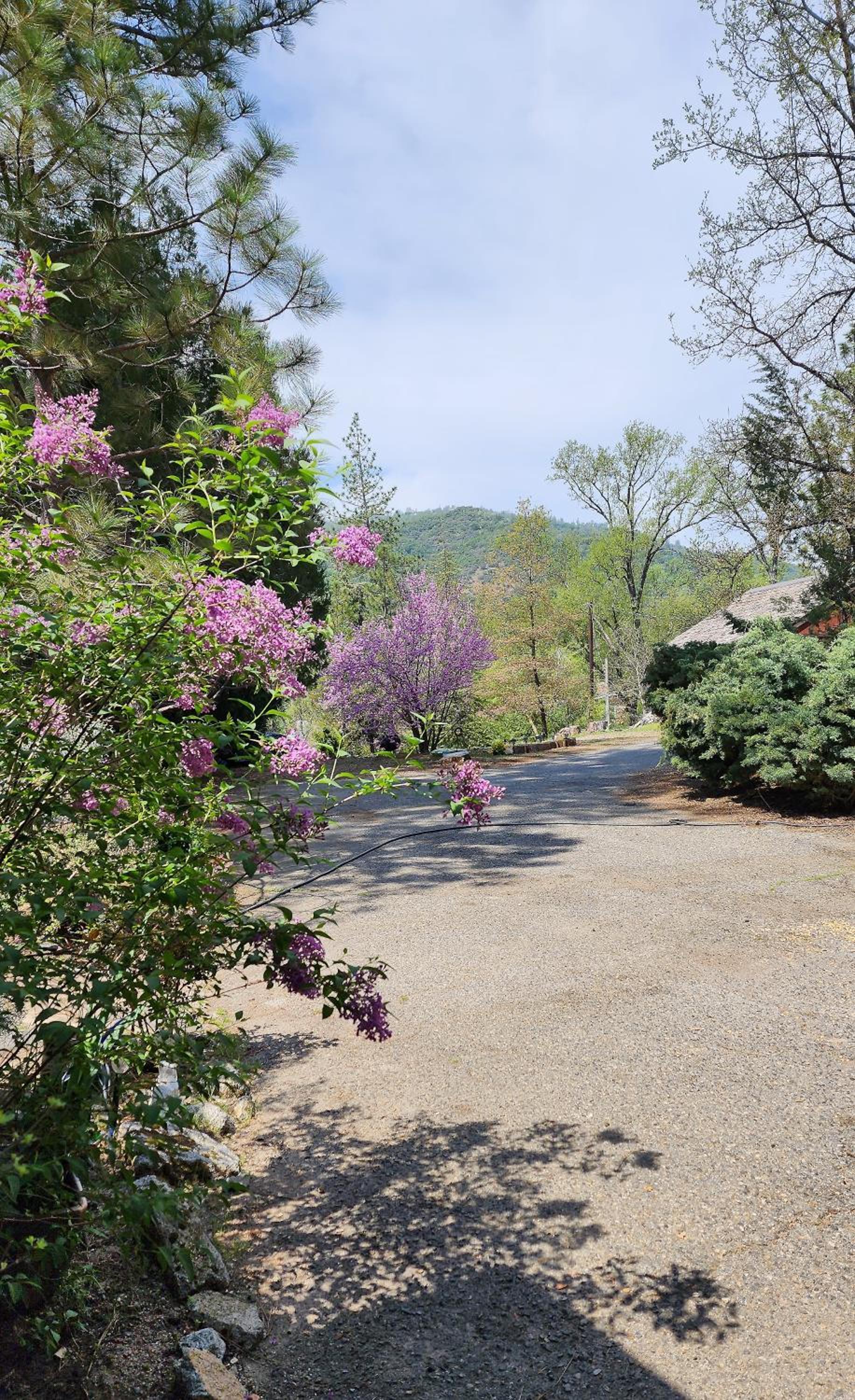 Yosemite Mountain Retreat photo 4