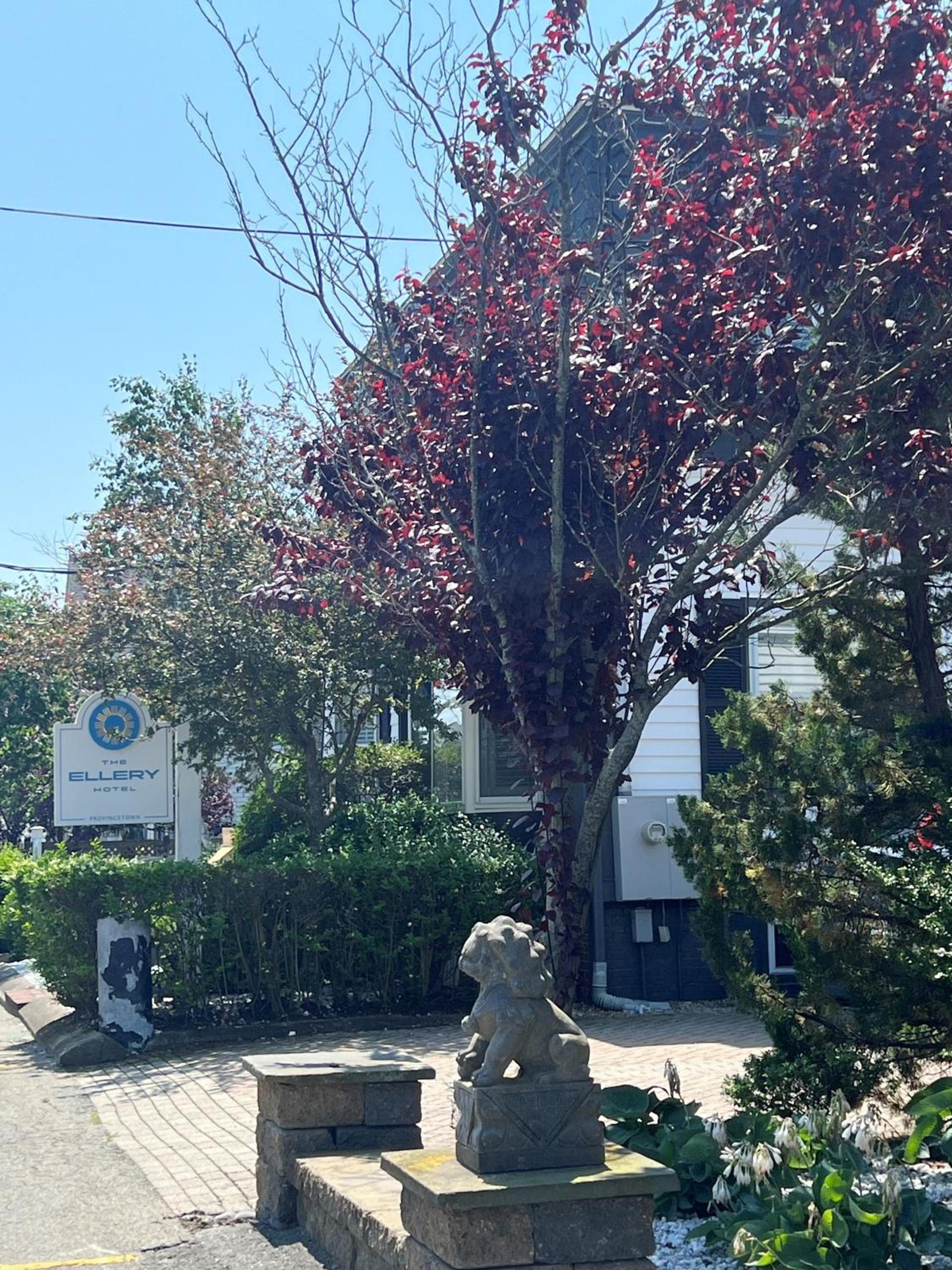 Ellery Hotel Provincetown photo 18