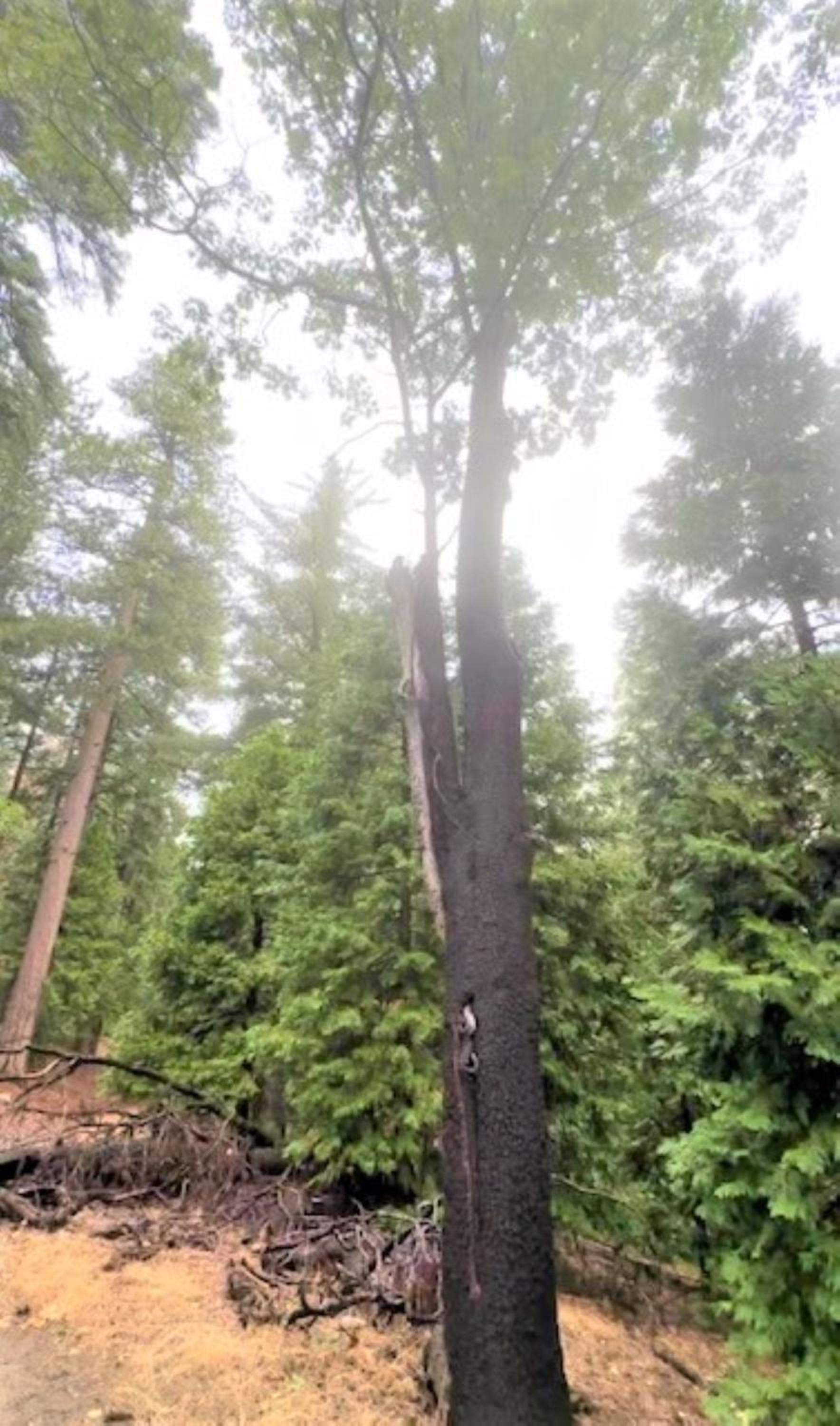 North Bay At Lake Arrowhead photo 19