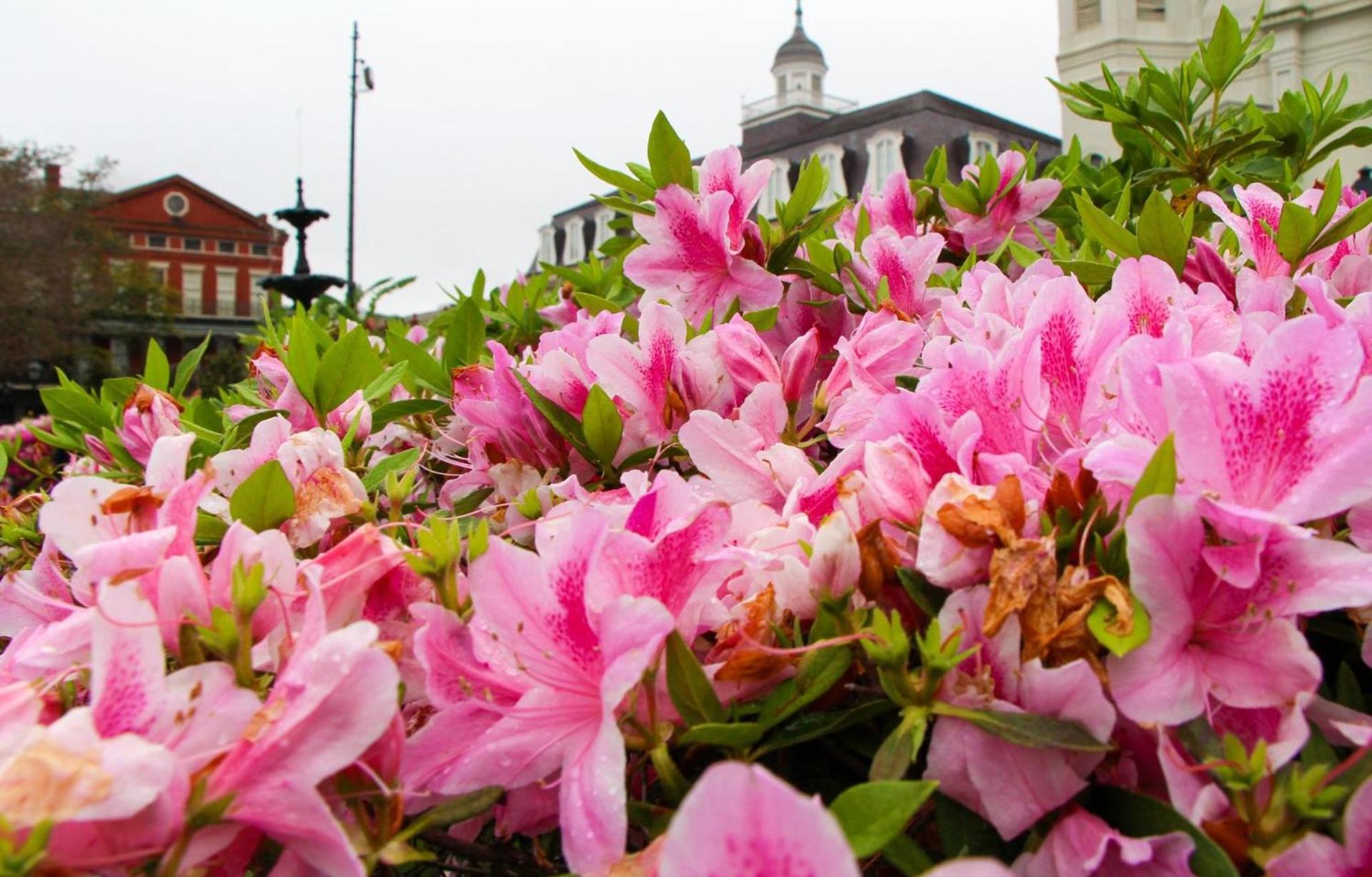Holiday Inn Express New Orleans - Arts District by IHG photo 44