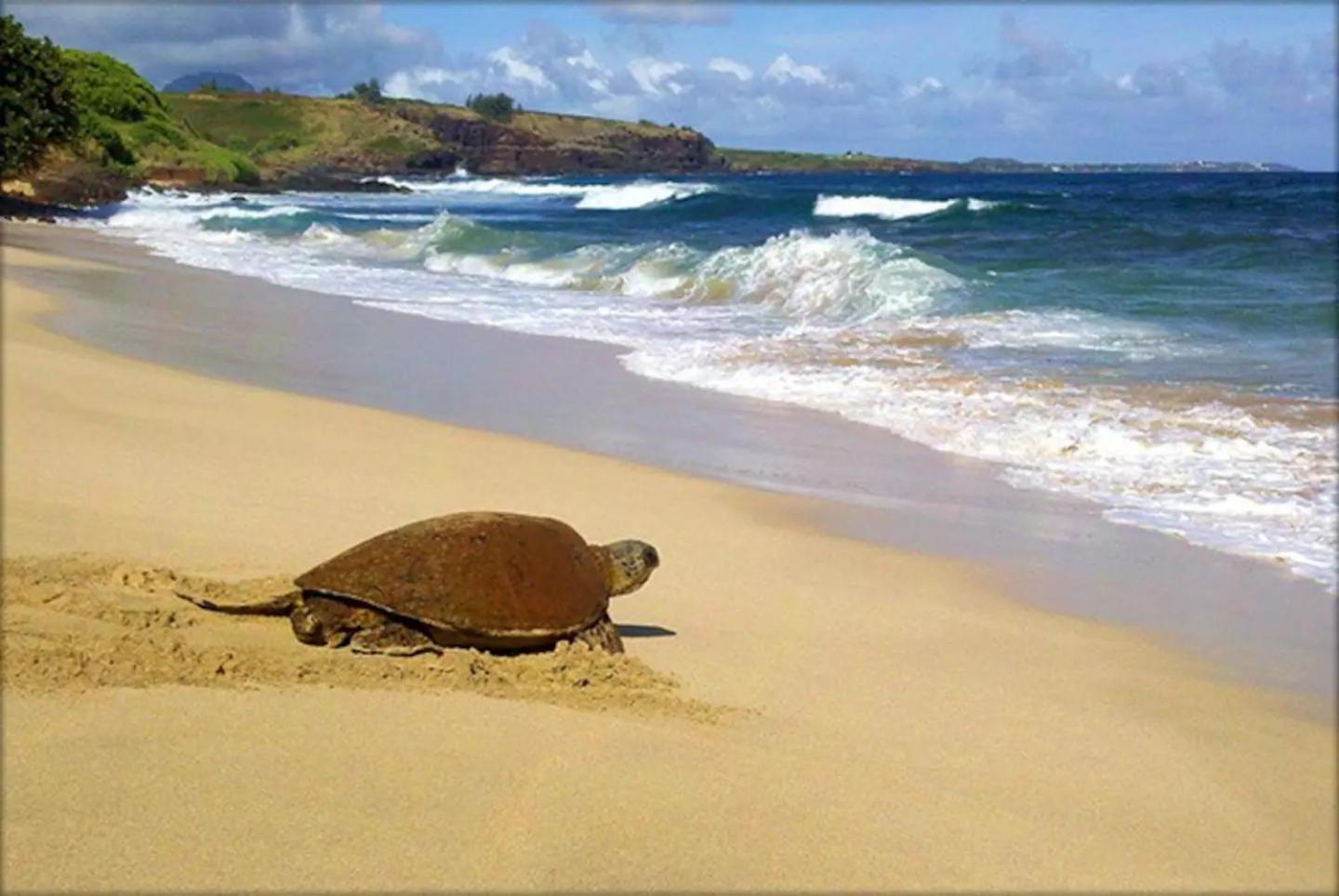 Kiahuna Paradise at Poipu beach, newly remodeled photo 4