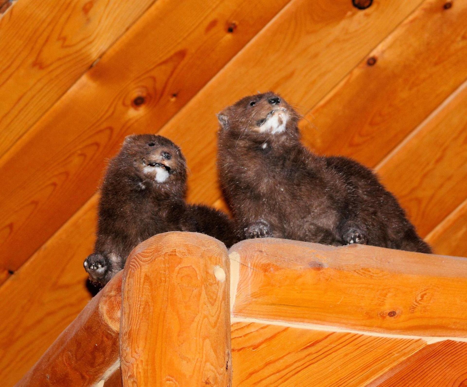 Wise Old Hunter Lodge photo 32