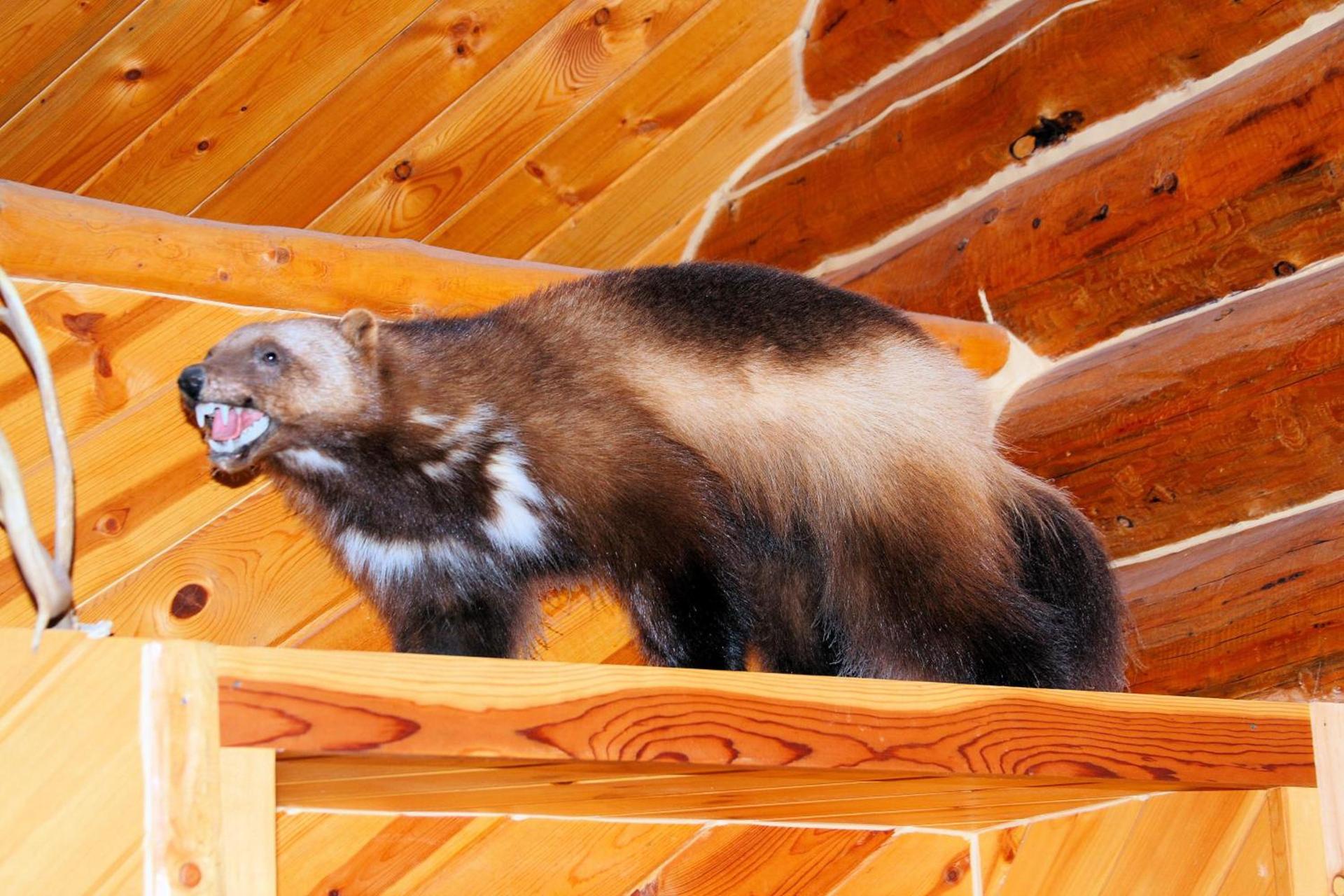 Wise Old Hunter Lodge photo 29
