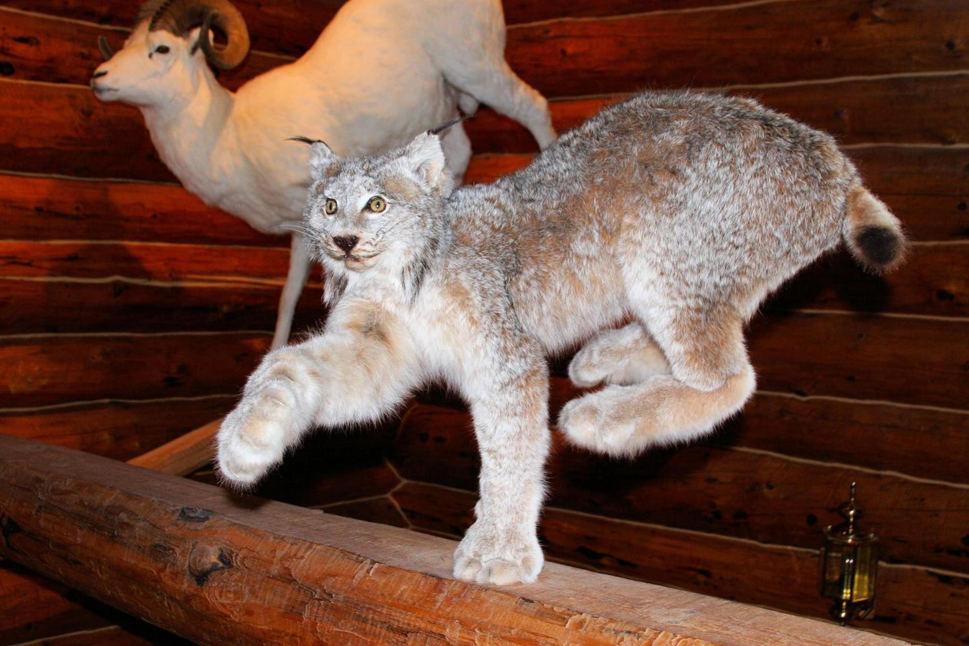 Wise Old Hunter Lodge photo 16
