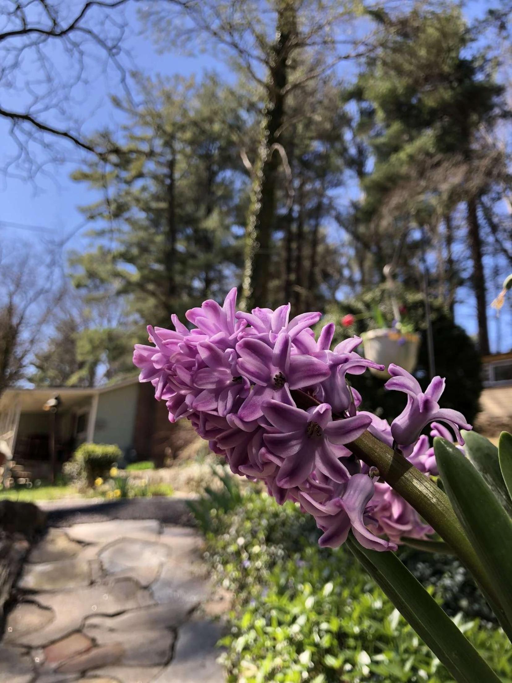 The Pines Cottages photo 60