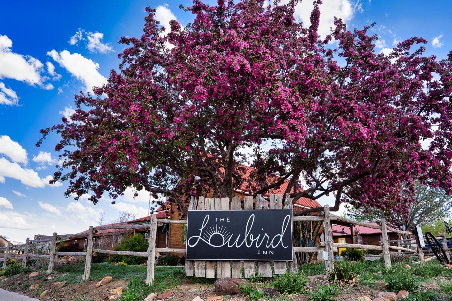 The Loubird Inn photo 88