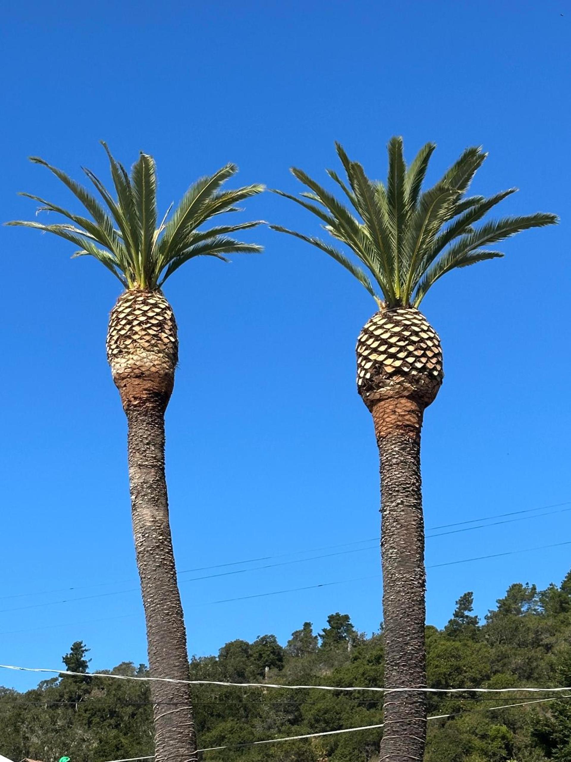 Cambria Palms Motel photo 26