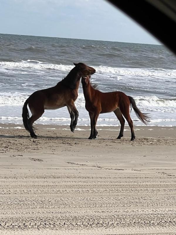Wild Horse Inn photo 30