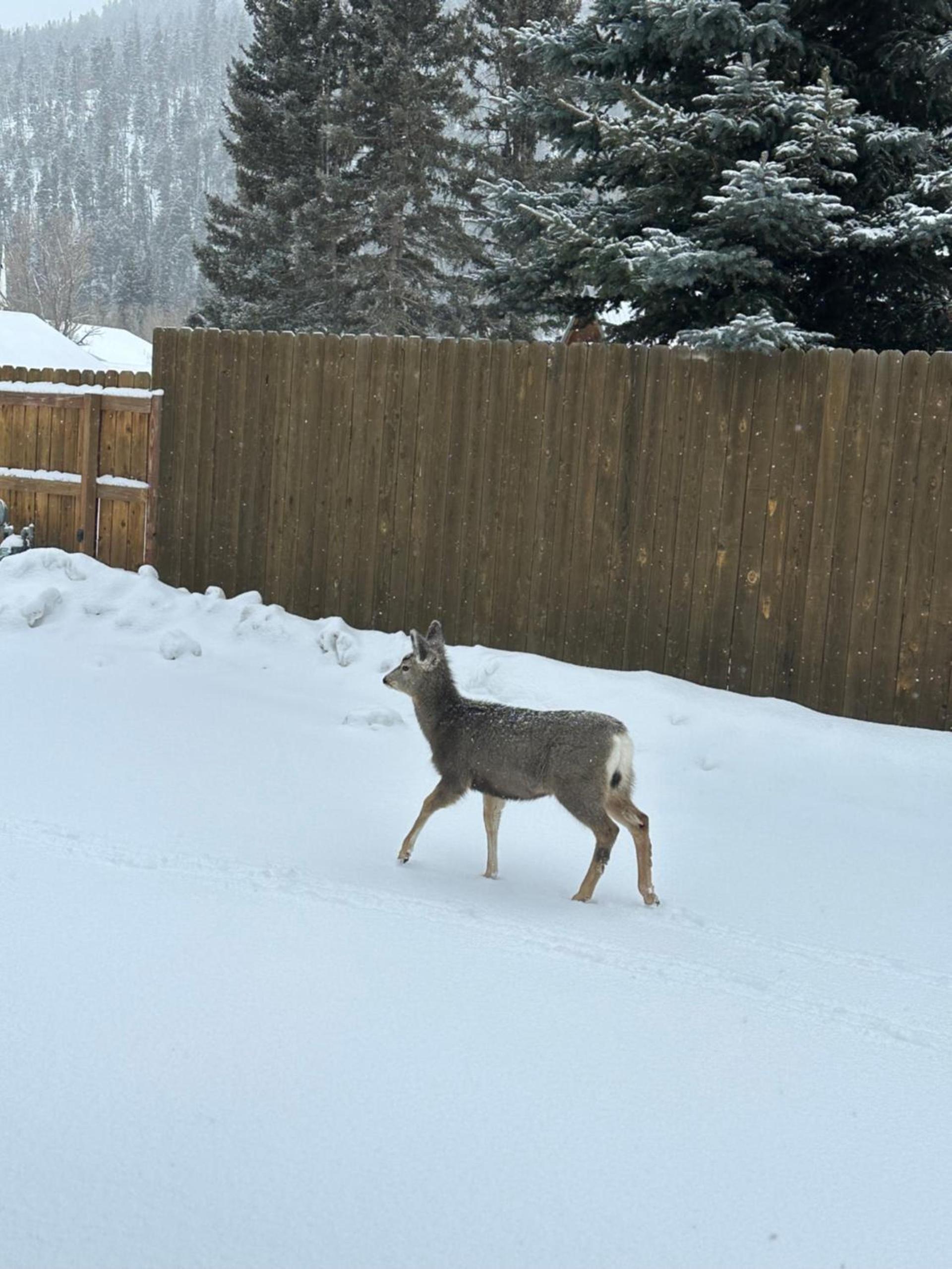 Deer Lodge photo 30