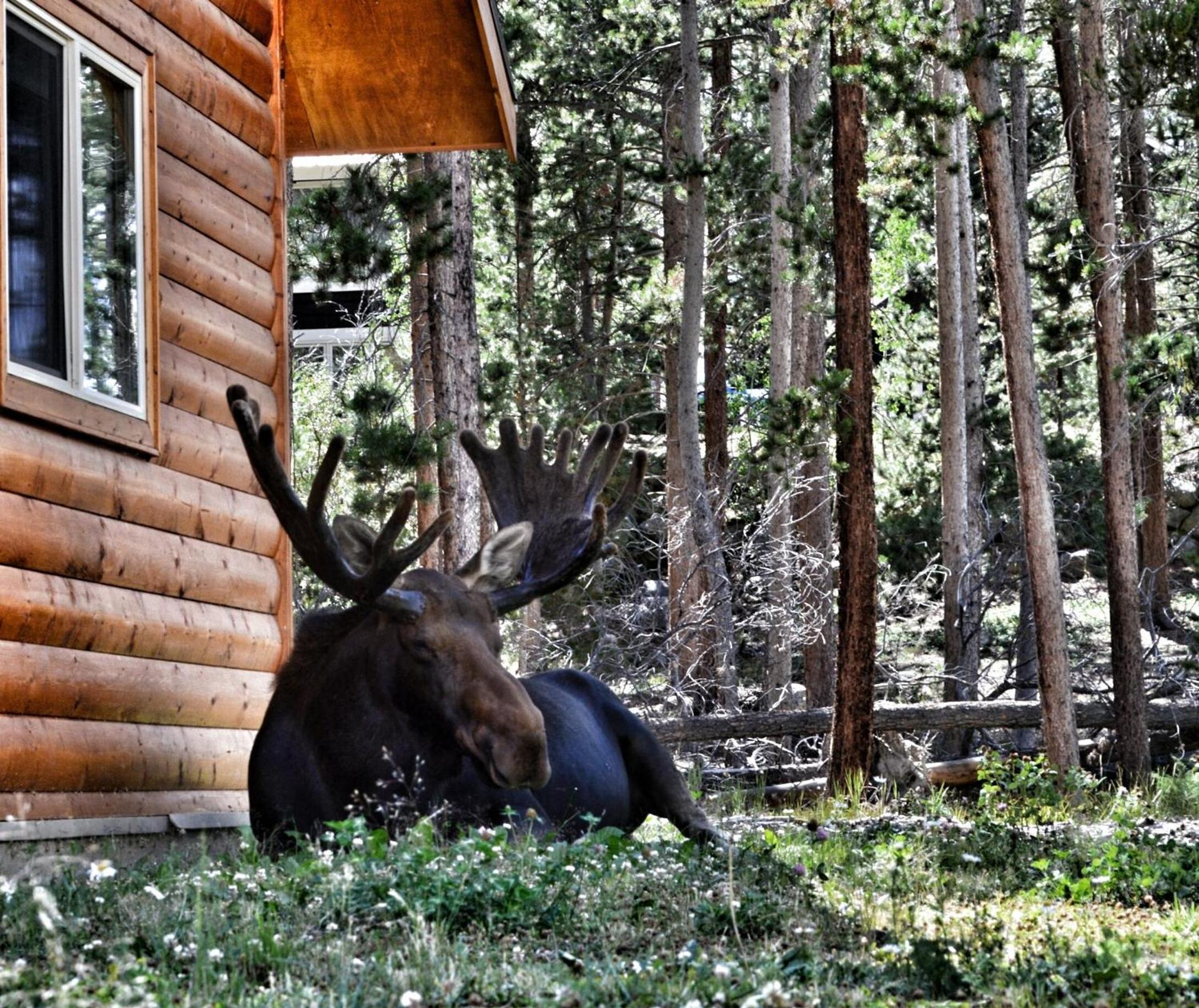 Daven Haven Lodge & Cabins photo 29