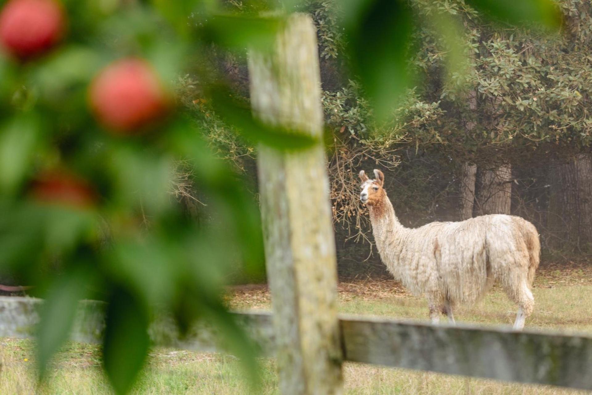 SCP Mendocino Inn and Farm photo 44