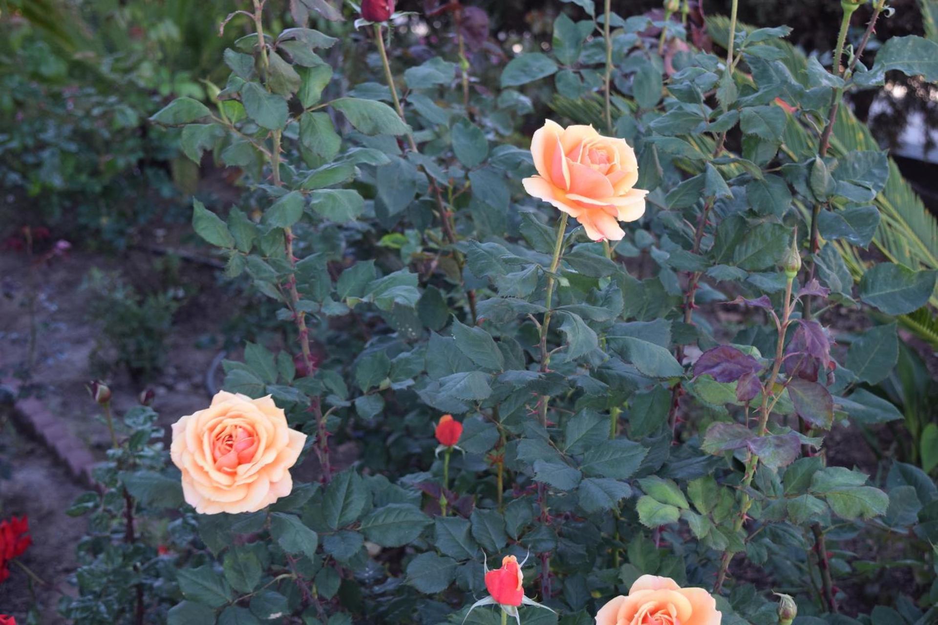 Rose Garden Inn photo 19