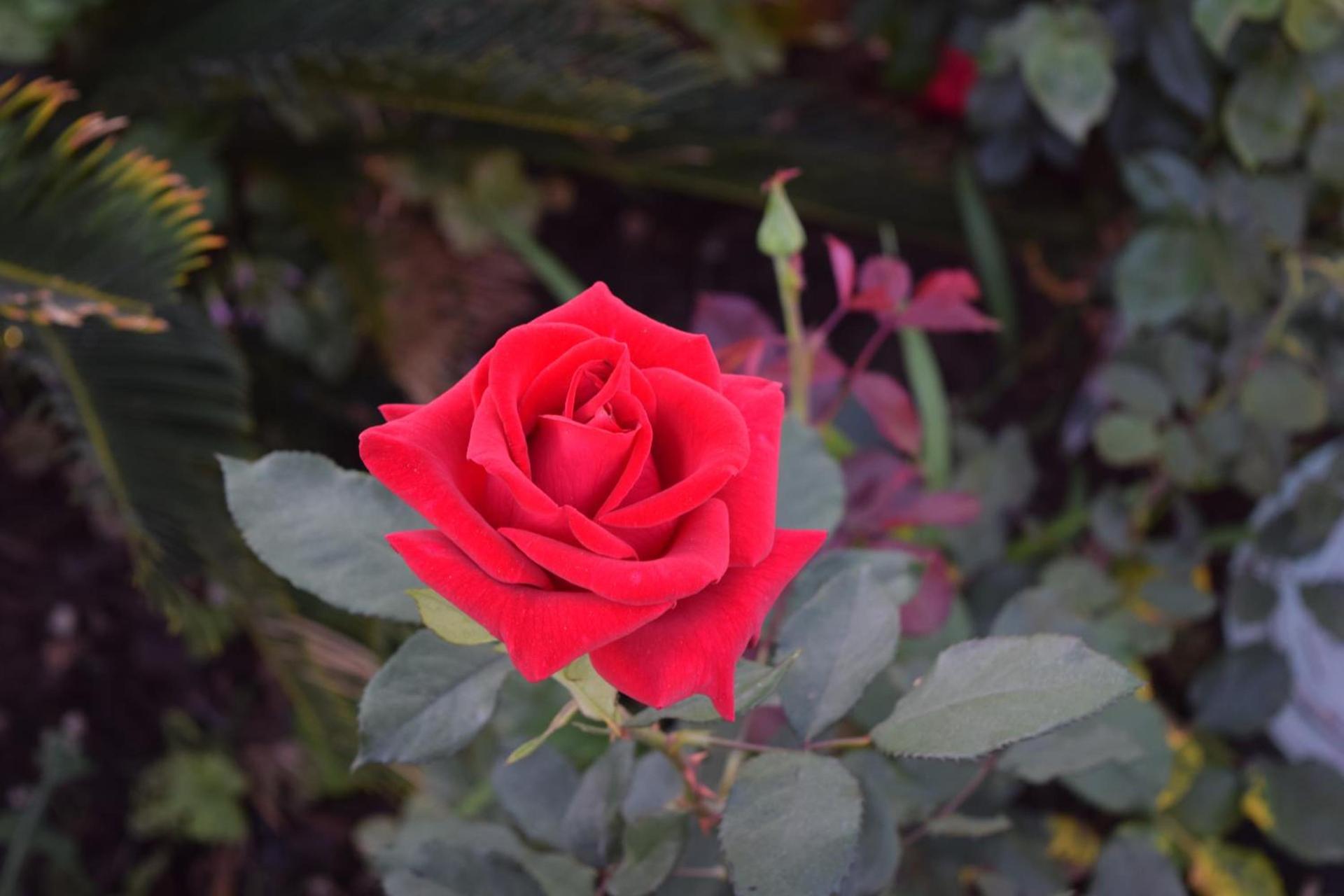 Rose Garden Inn photo 20