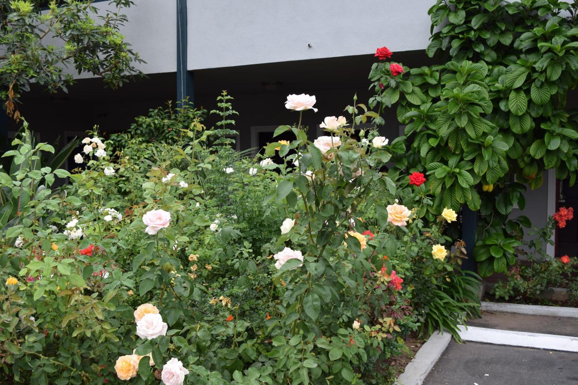 Rose Garden Inn photo 14