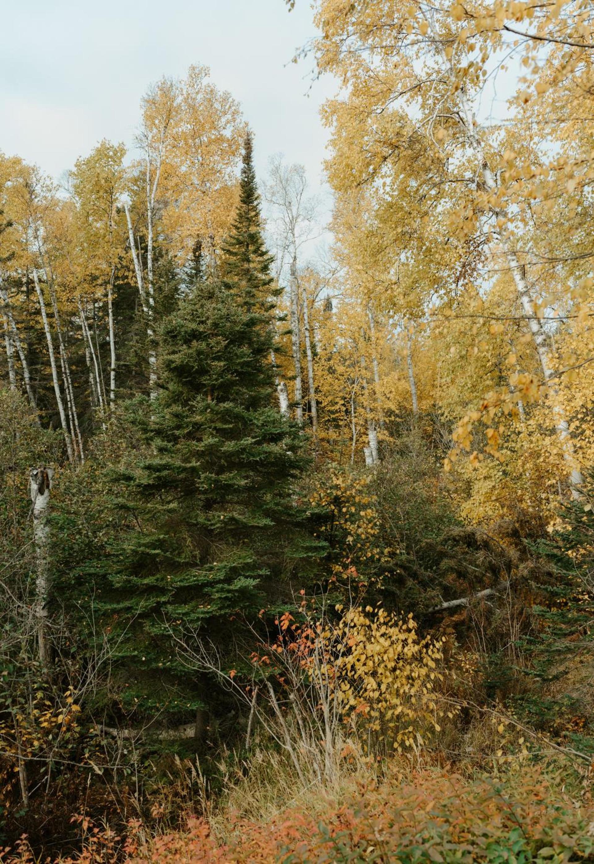 Tofte Trails photo 64