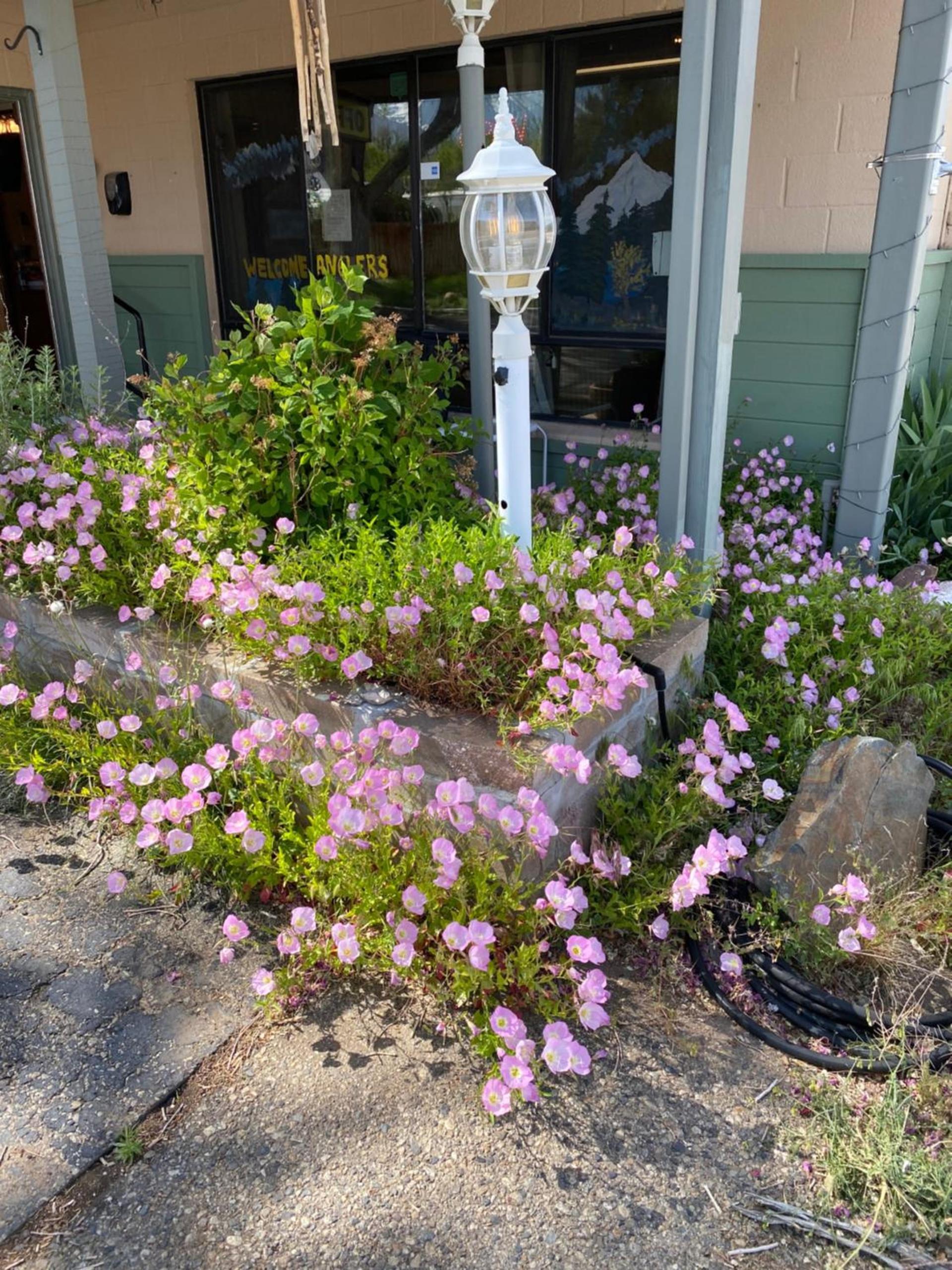 Starlight Motel photo 26