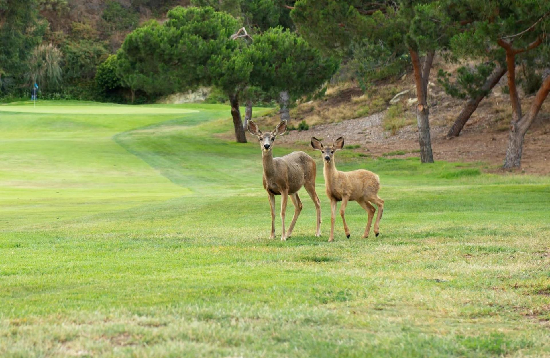 The Ranch at Laguna Beach photo 15