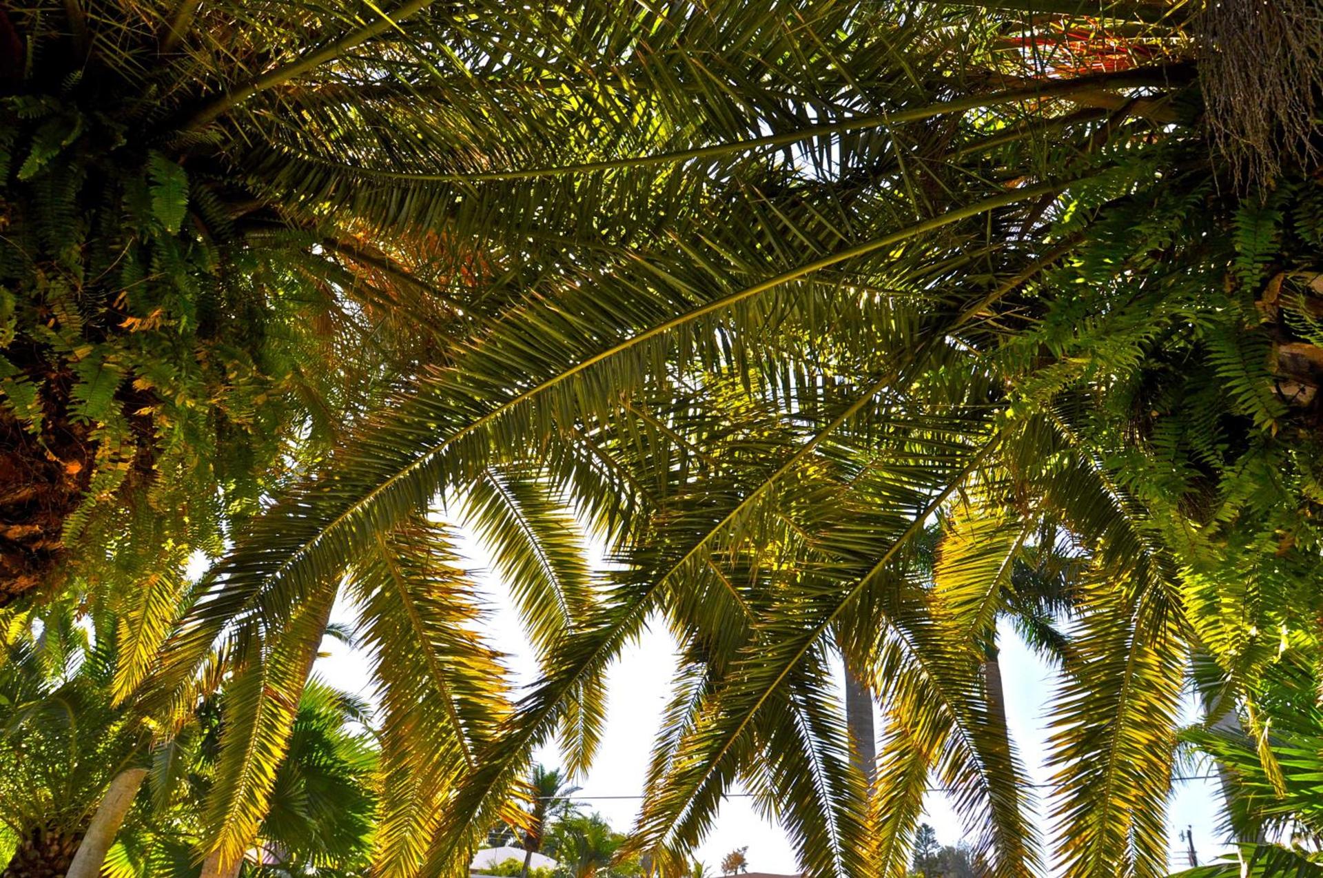 Twin Palms at Siesta photo 38