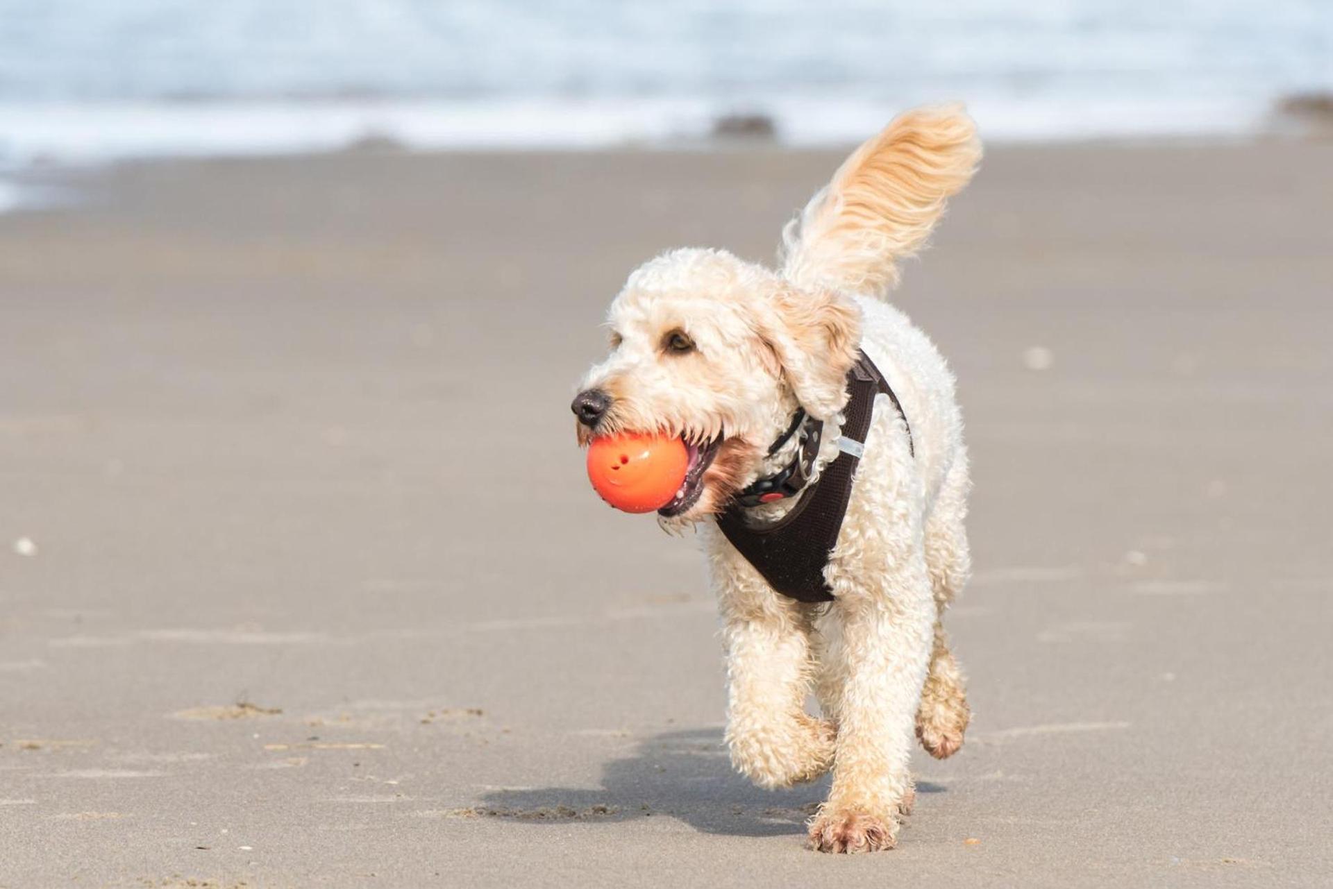Holiday Inn Express Hilton Head Island by IHG photo 21