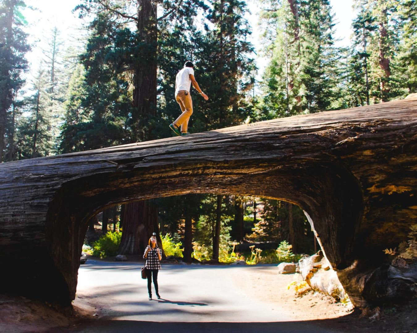 AutoCamp Sequoia photo 37