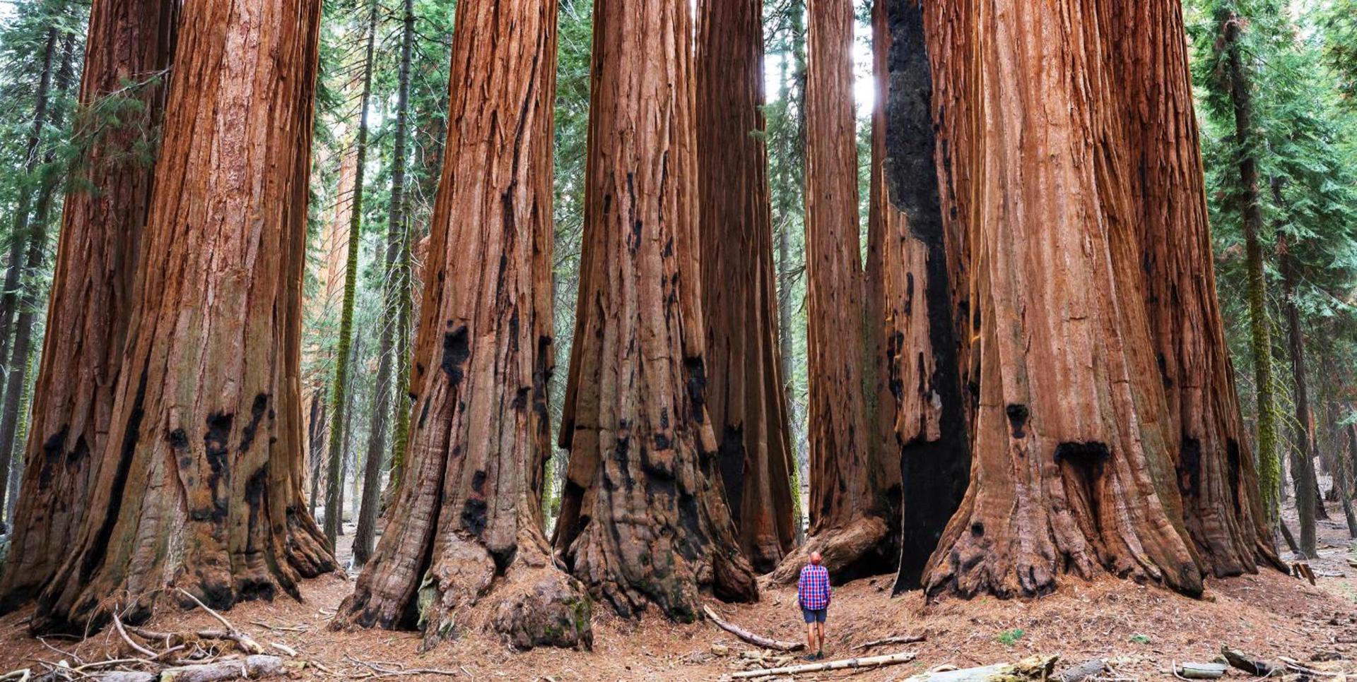 AutoCamp Sequoia photo 15