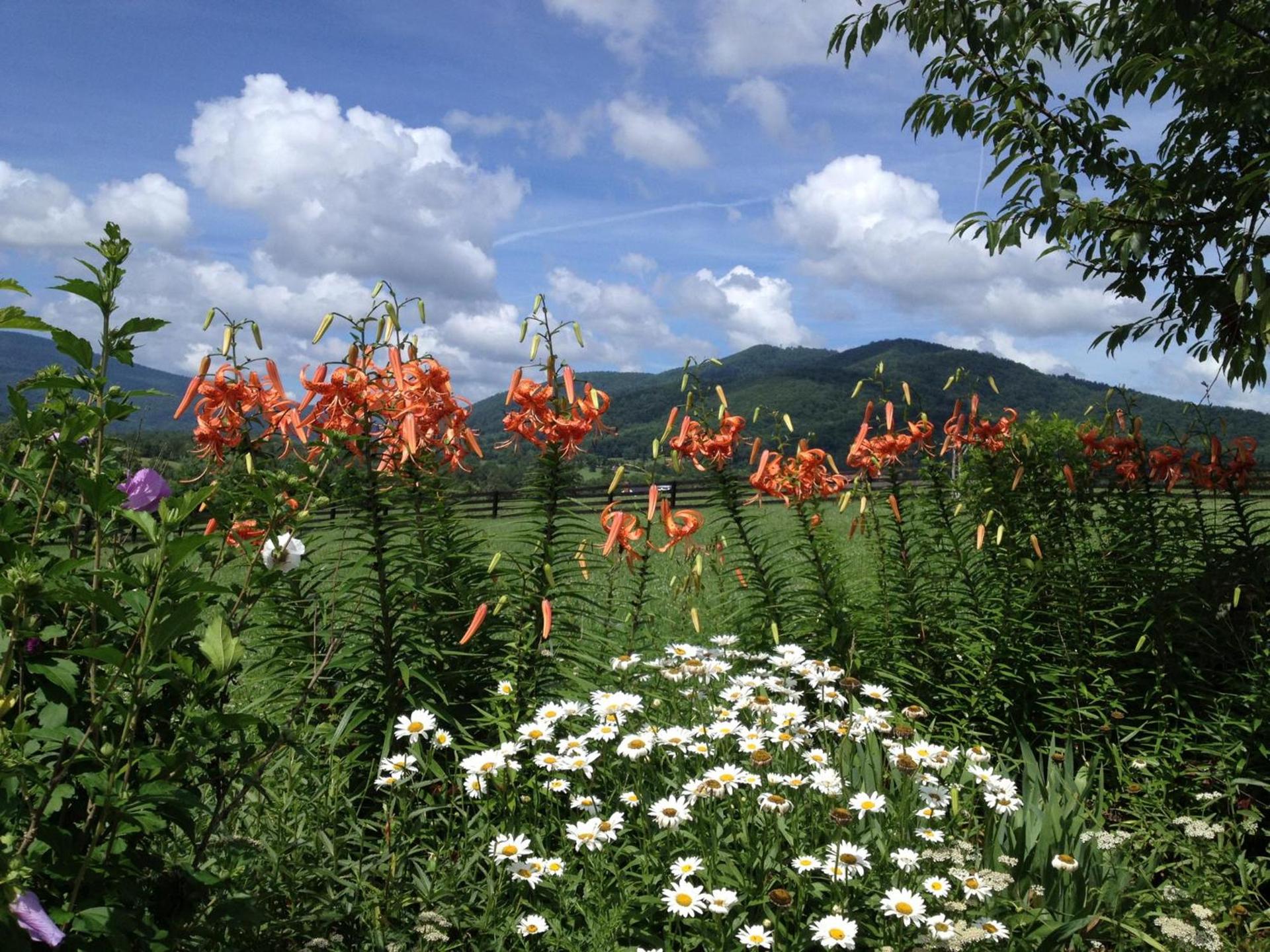 Montfair Resort Farm photo 13