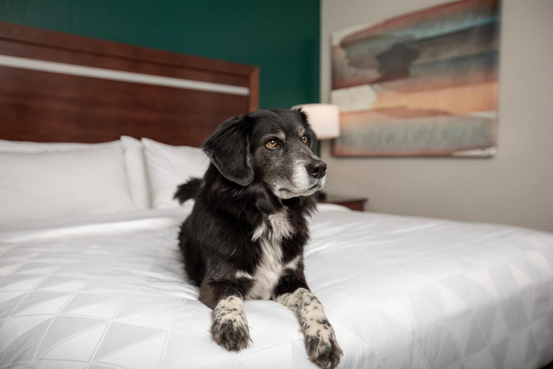 Holiday Inn & Suites Durango Downtown by IHG photo 19