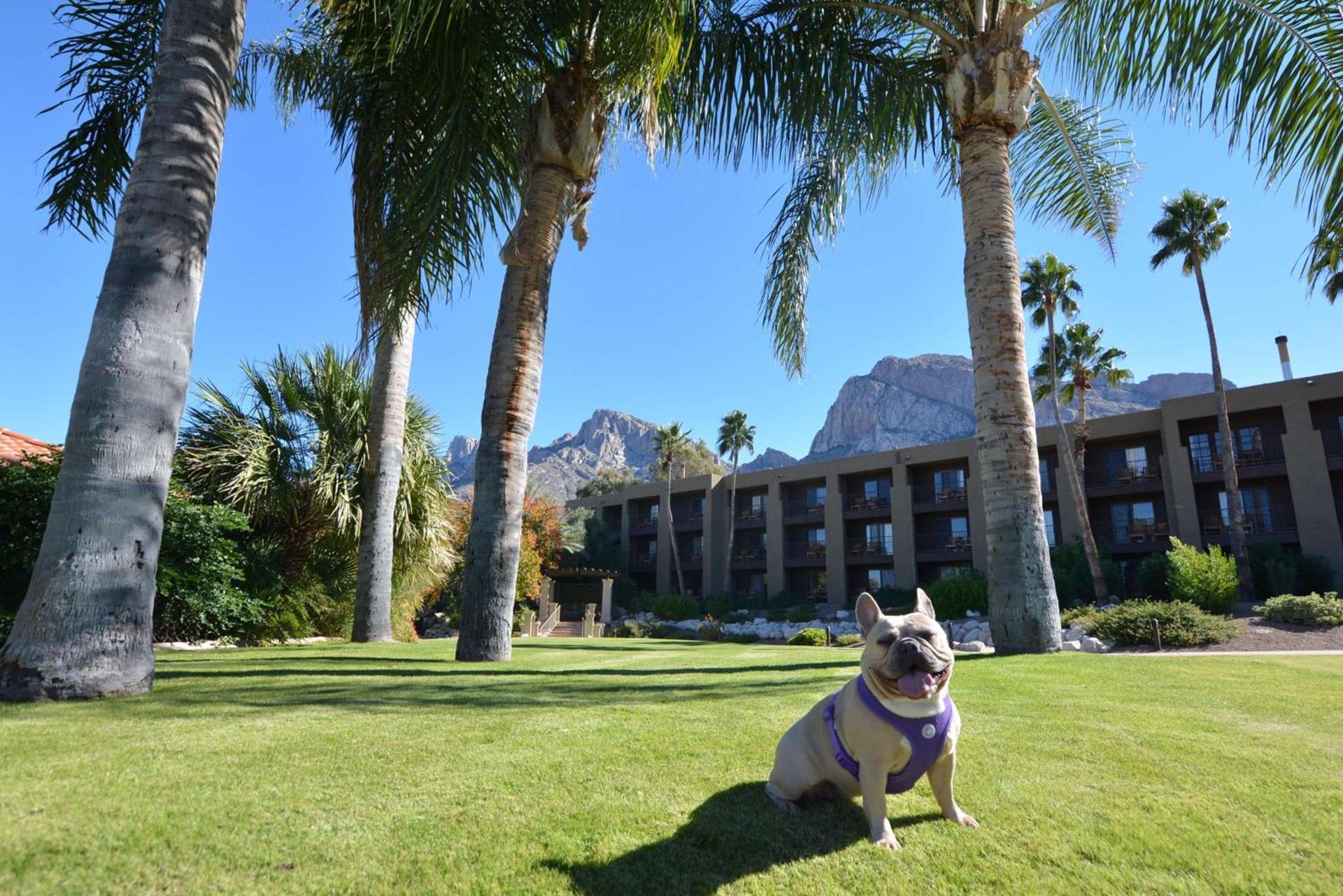 El Conquistador Tucson, A Hilton Resort photo 8