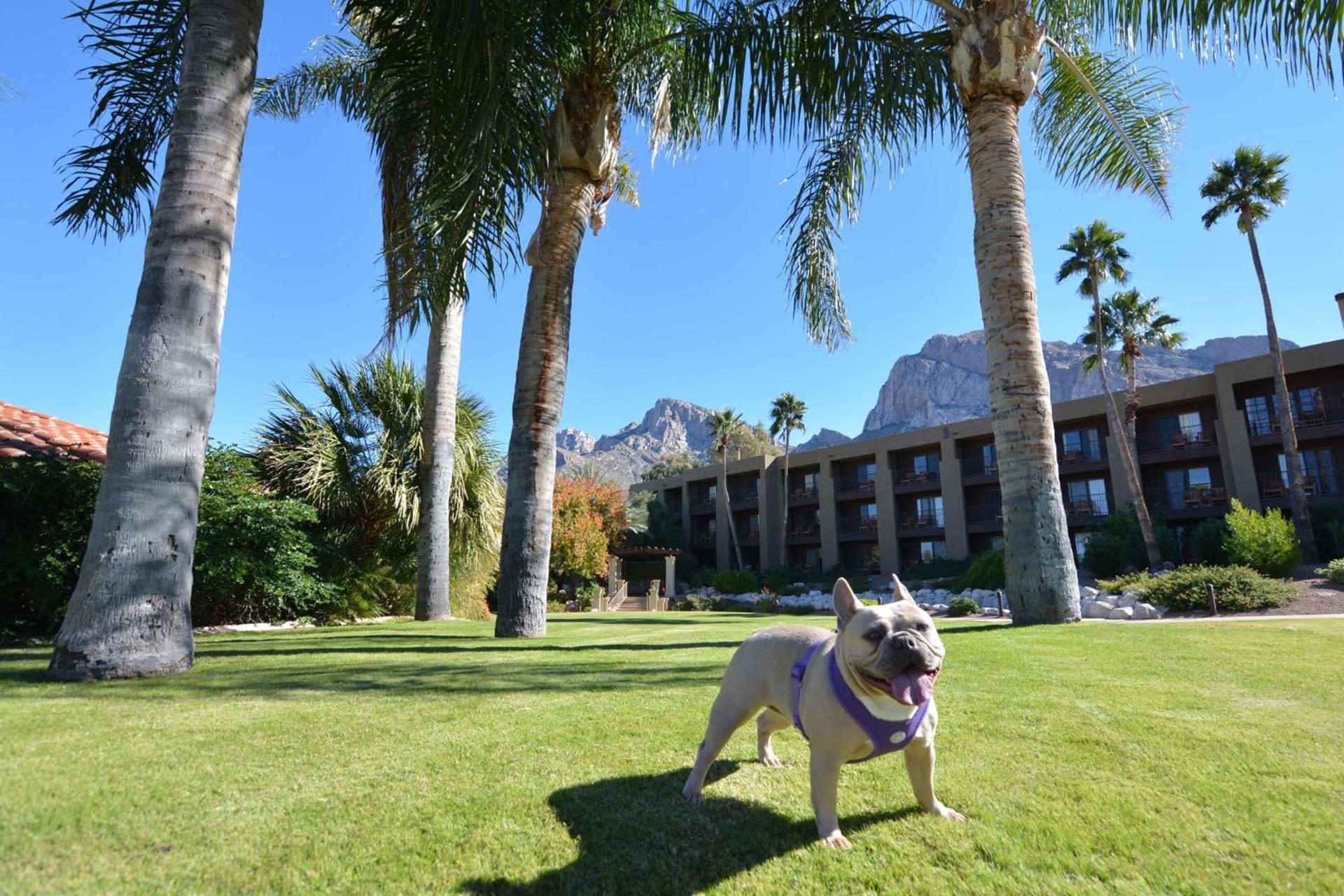 El Conquistador Tucson, A Hilton Resort photo 9