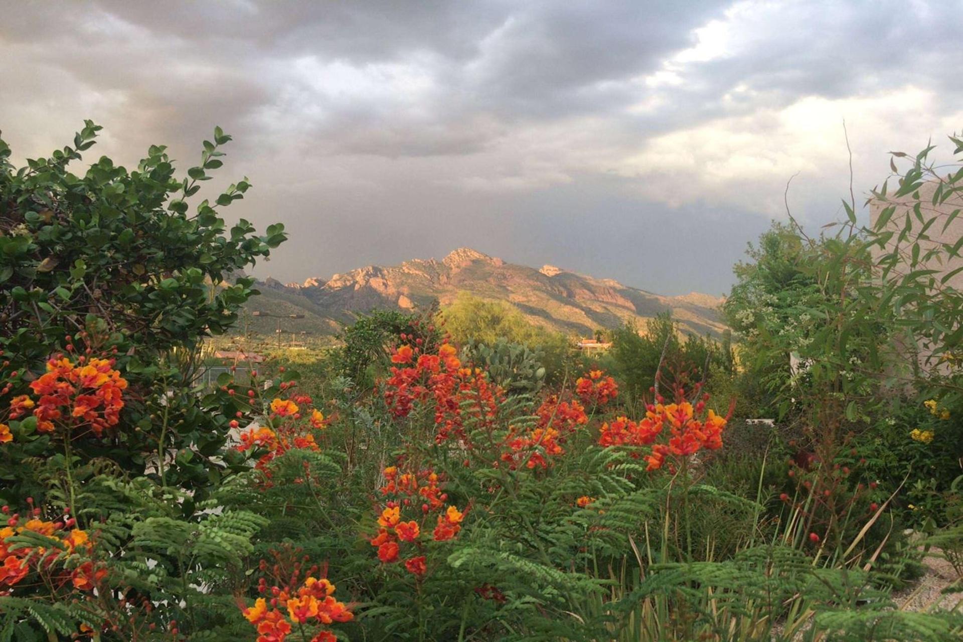Westward Look Wyndham Grand Resort & Spa photo 8