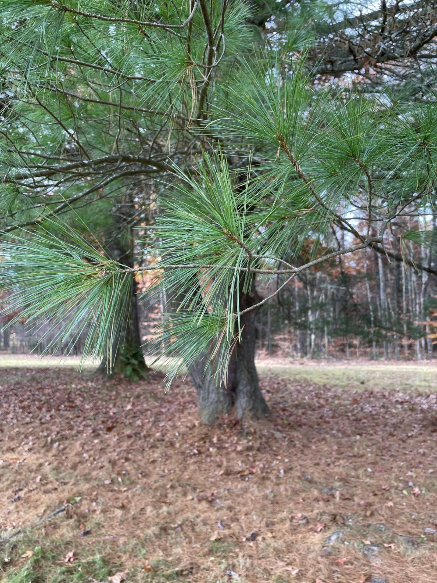 Sweet Forest Breeze, A Cook Forest Inn photo 21