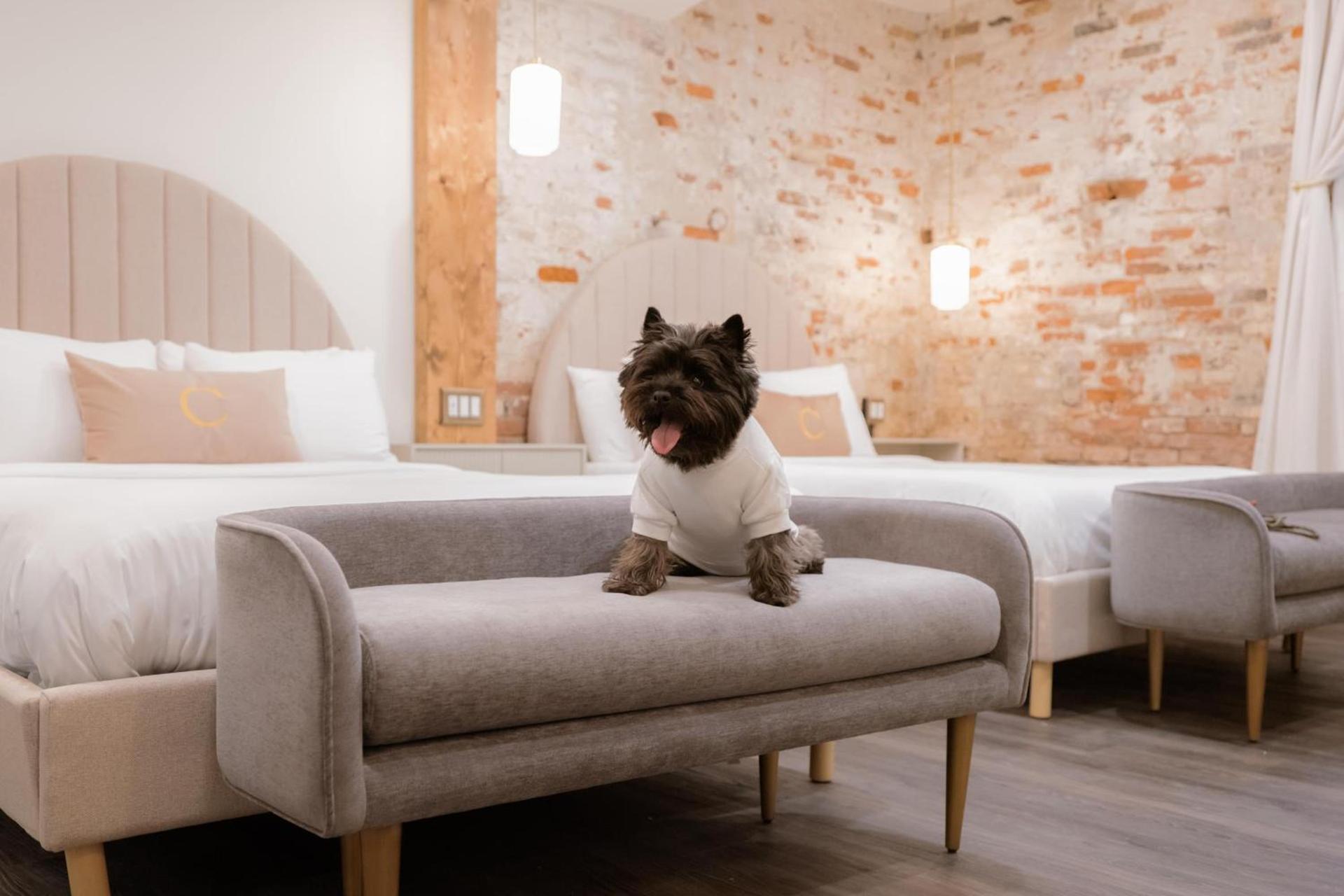 The Chandler Hotel photo 41