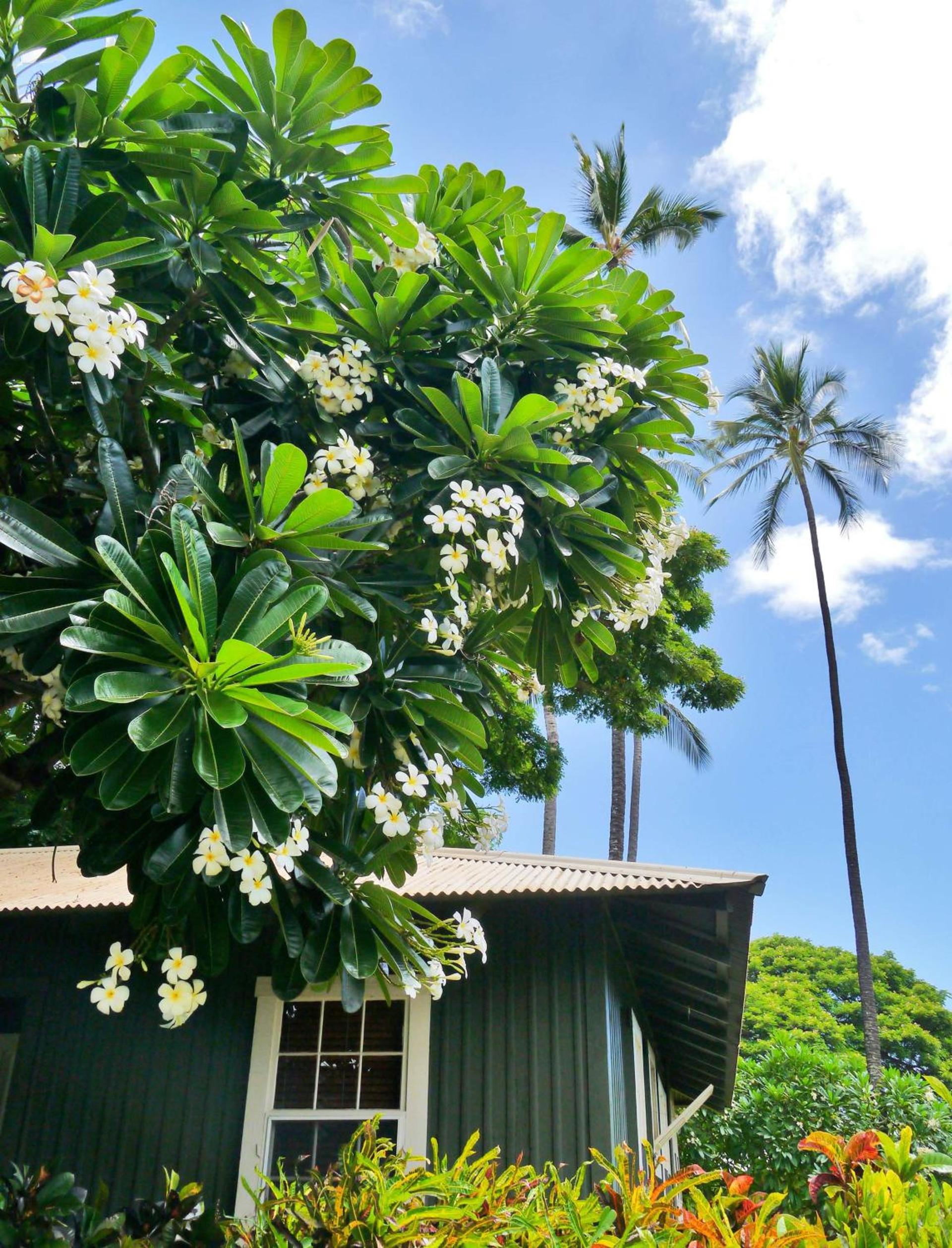 Waimea Plantation Cottages, a Coast Resort photo 14