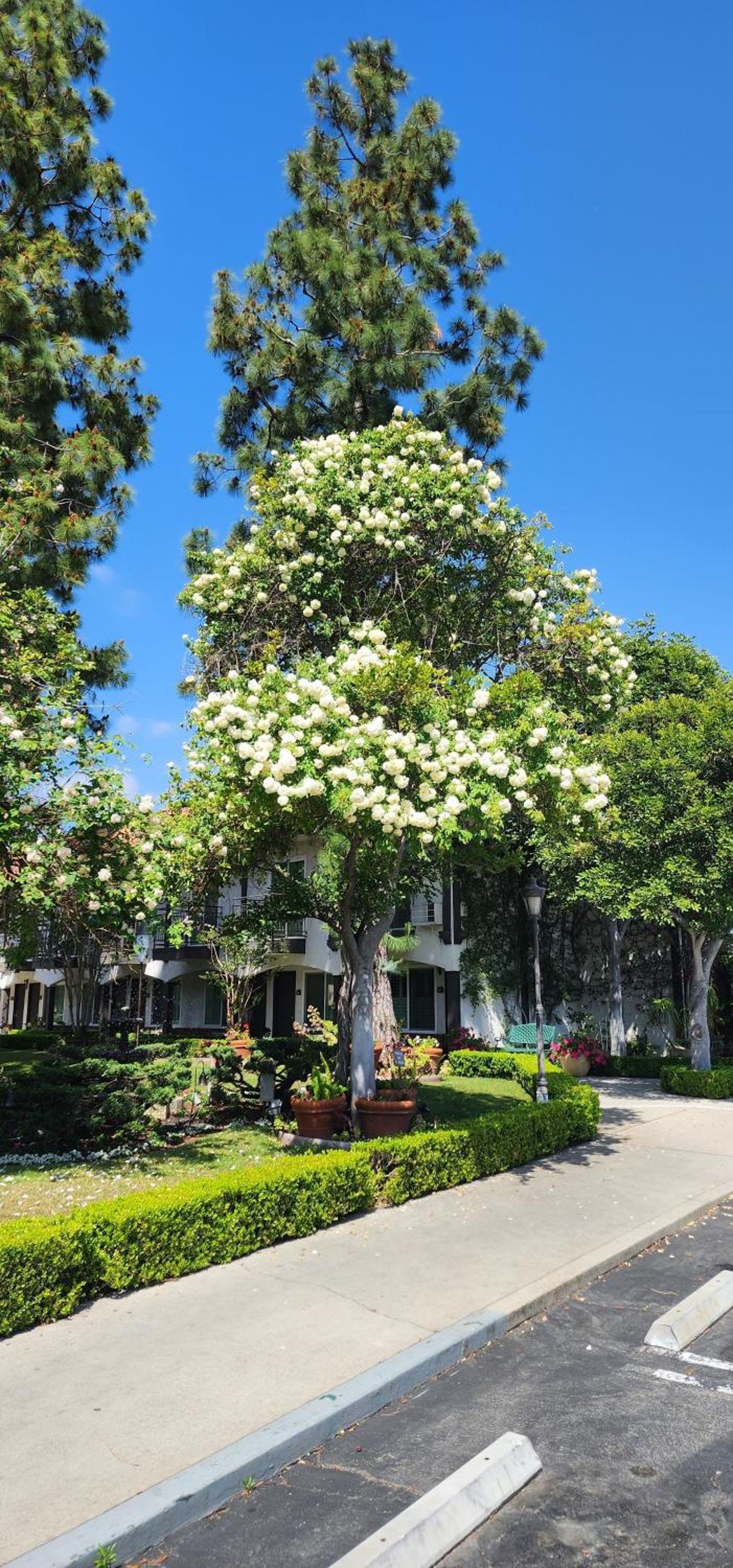 Laguna Hills Lodge-Irvine Spectrum photo 55