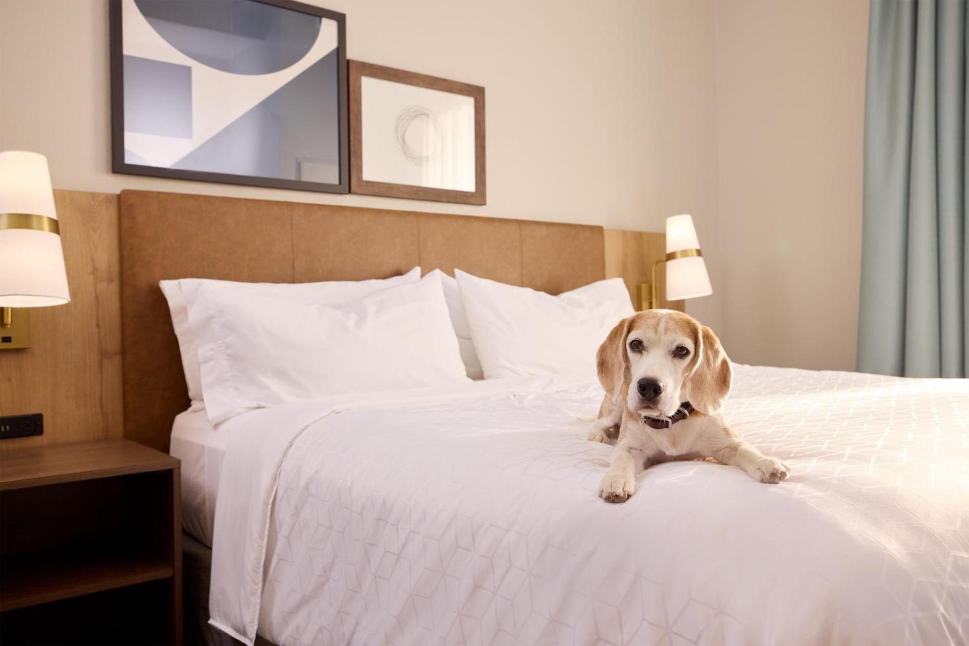 Staybridge Suites Tucson Airport by IHG photo 29