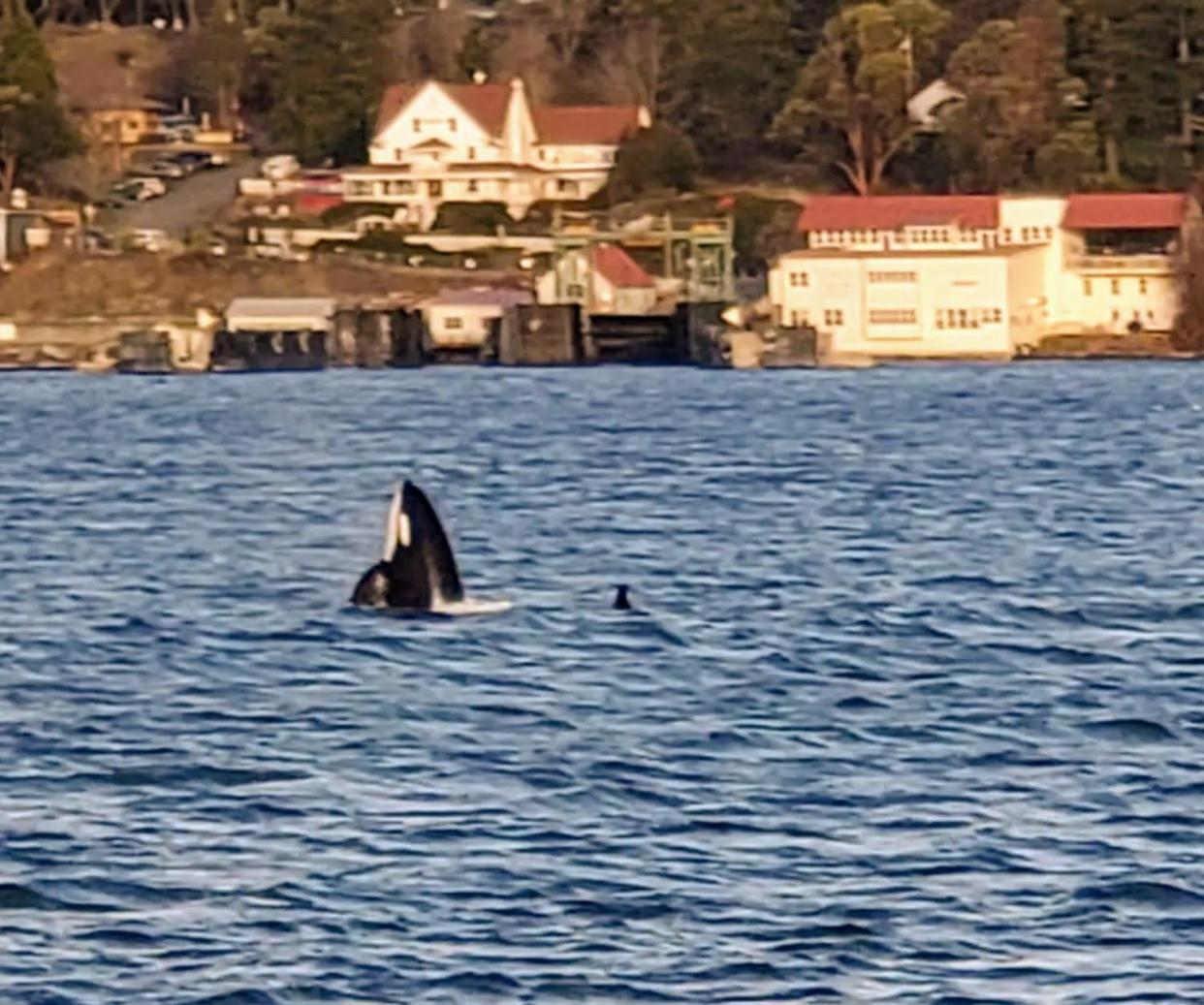 Orcas Hotel photo 64