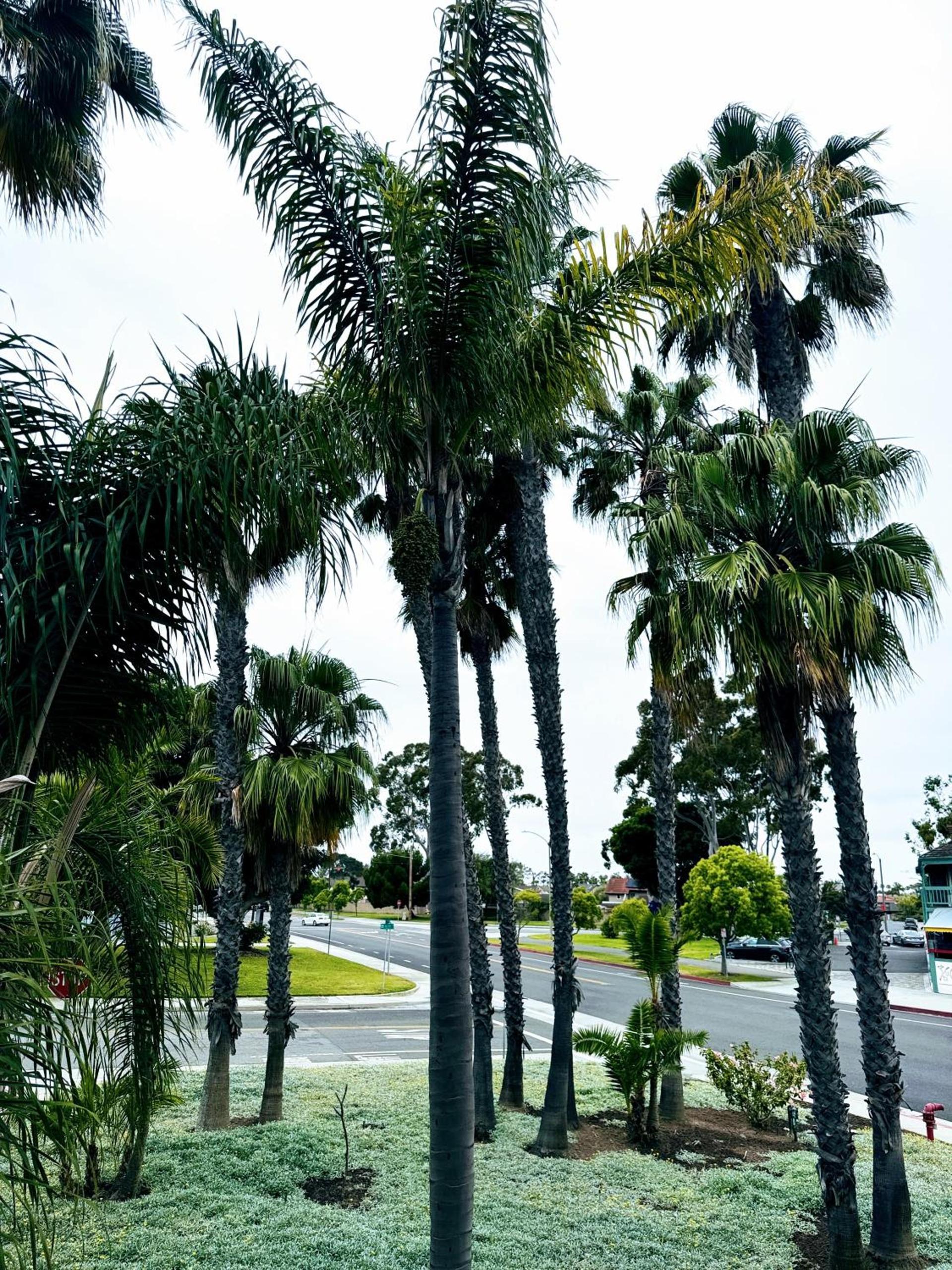 The Pacific Inn photo 97