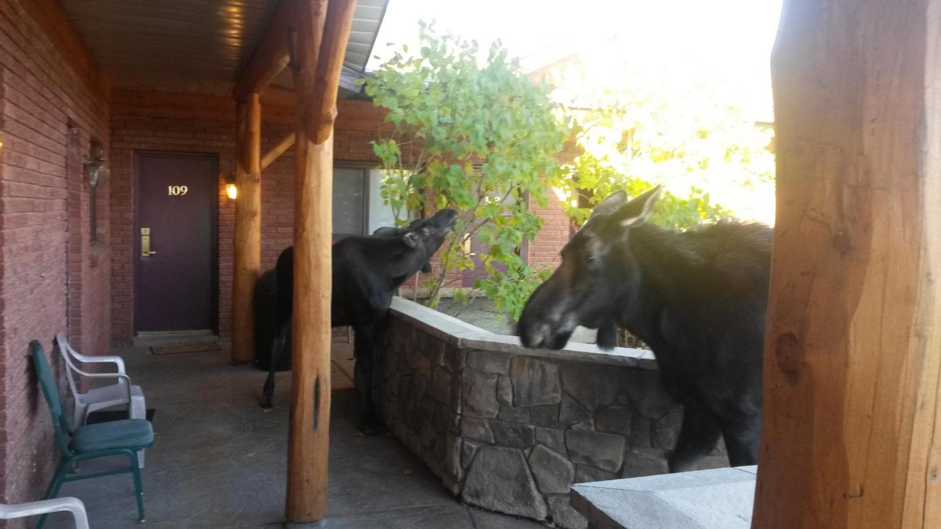 Sundance Motel photo 3
