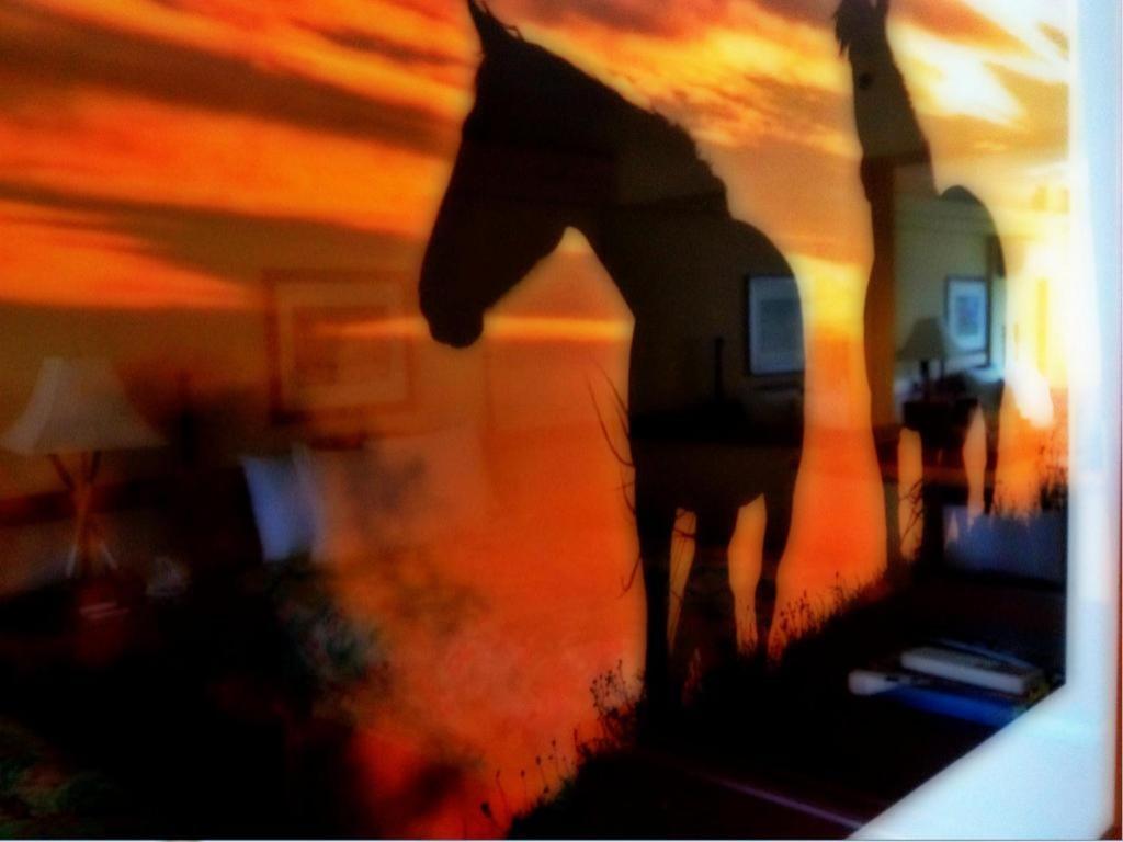 The Equus photo 24