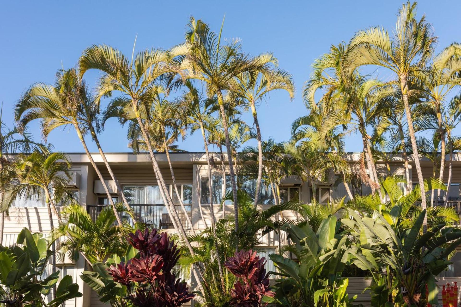 Maui Beach Hotel photo 79