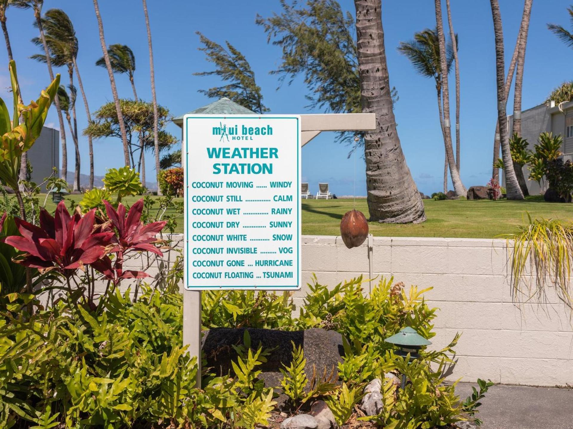 Maui Beach Hotel photo 85