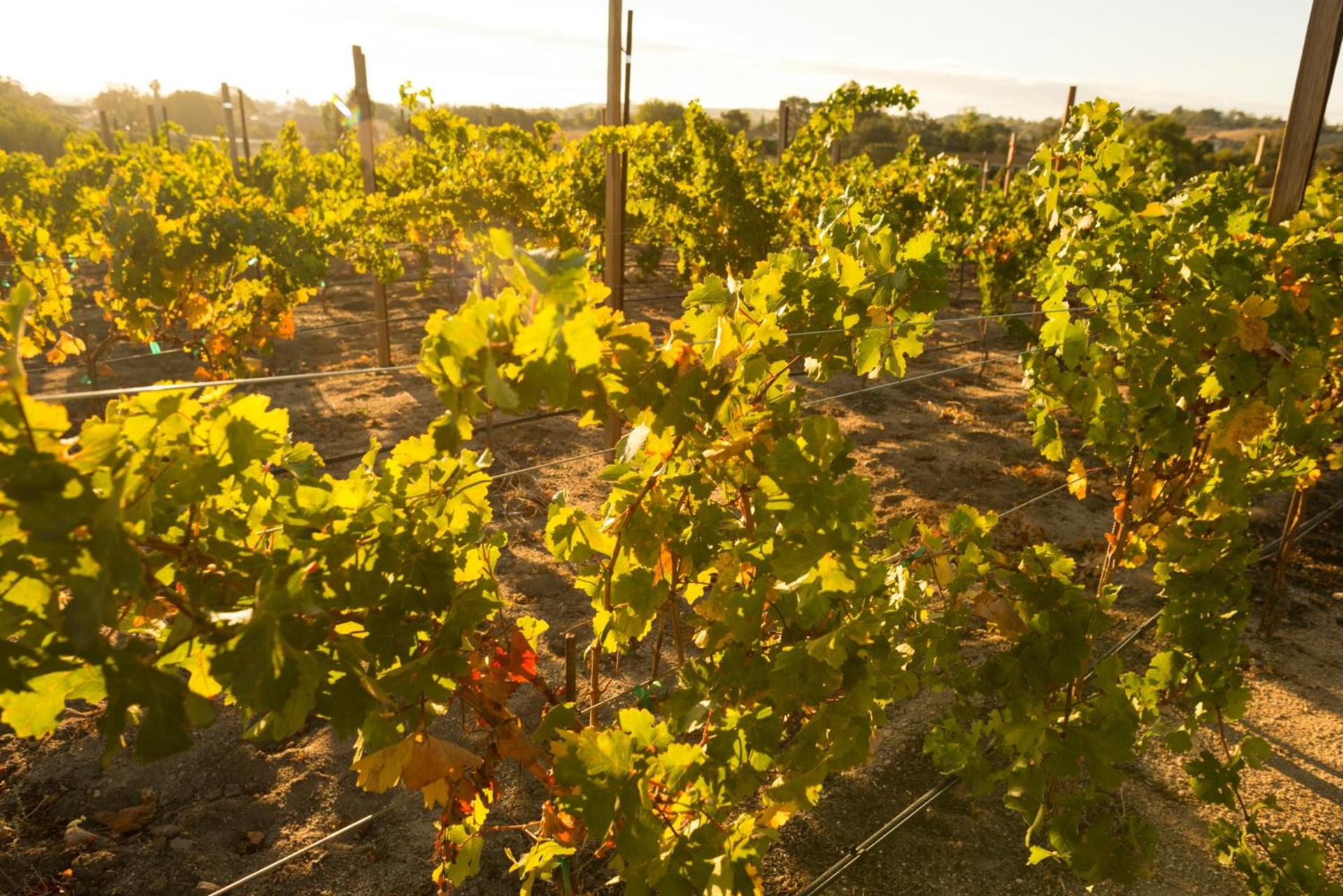 Allegretto Vineyard Resort Paso Robles photo 33