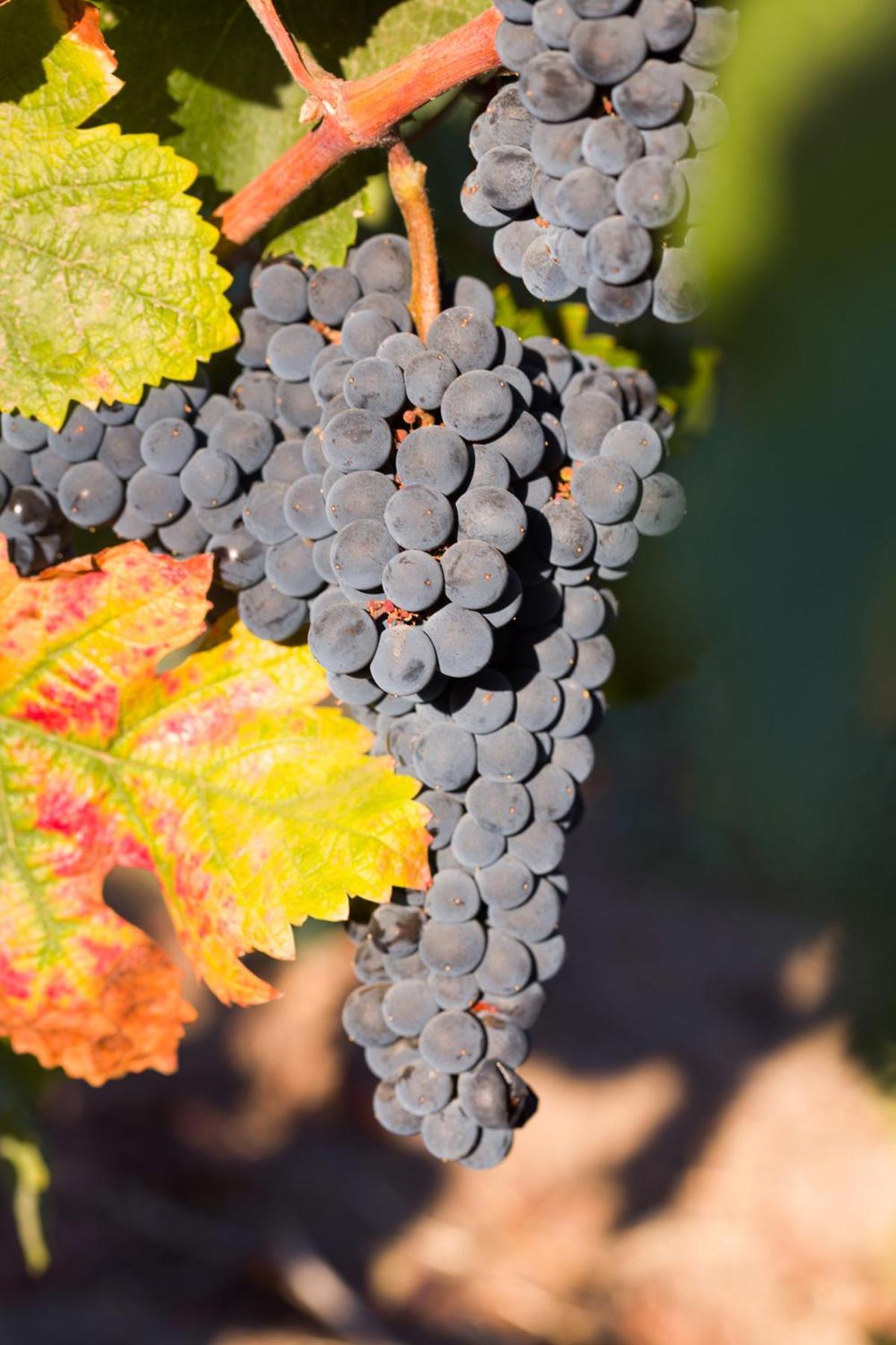 Allegretto Vineyard Resort Paso Robles photo 12
