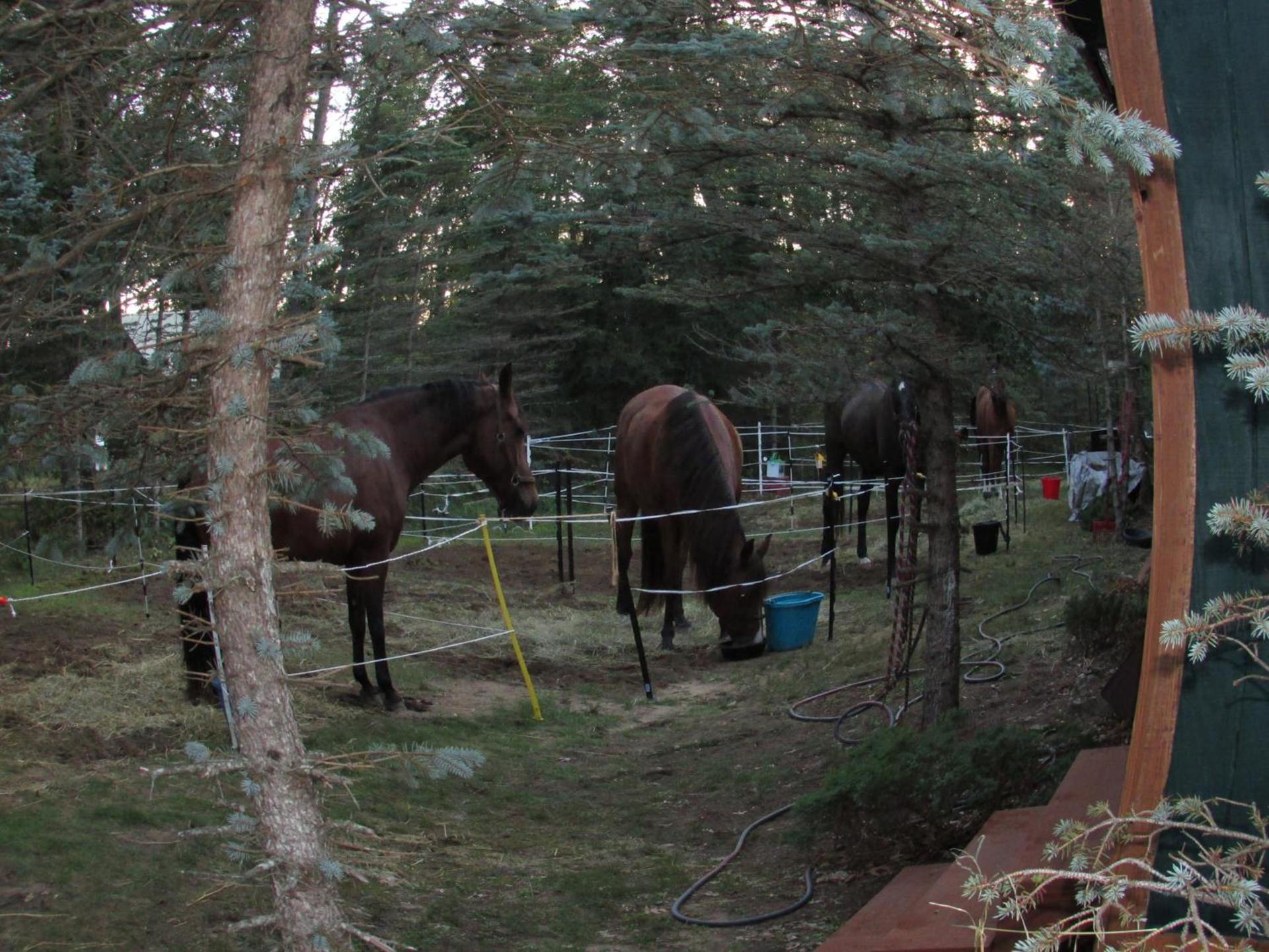 Best Bear Lodge photo 34