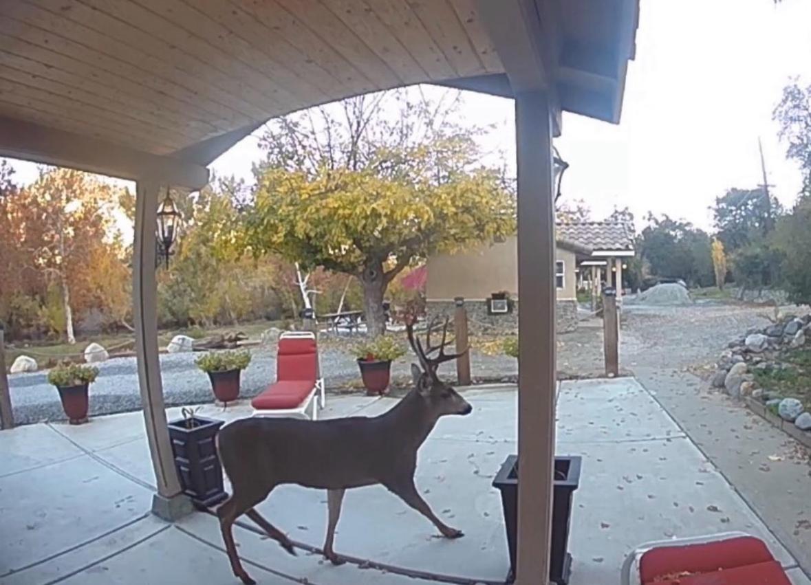 Sequoia River Front Cabins photo 23
