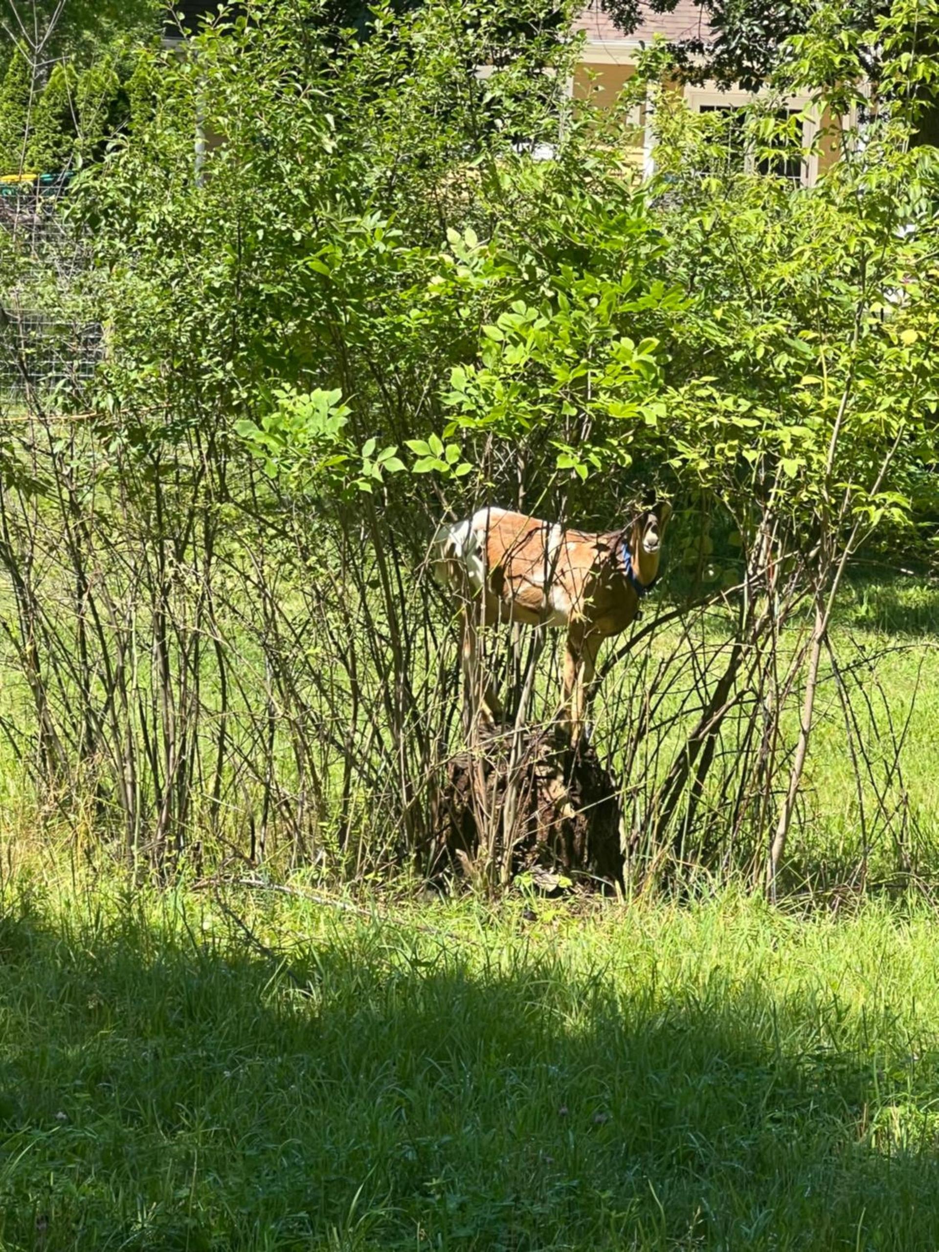 Marengo photo 6