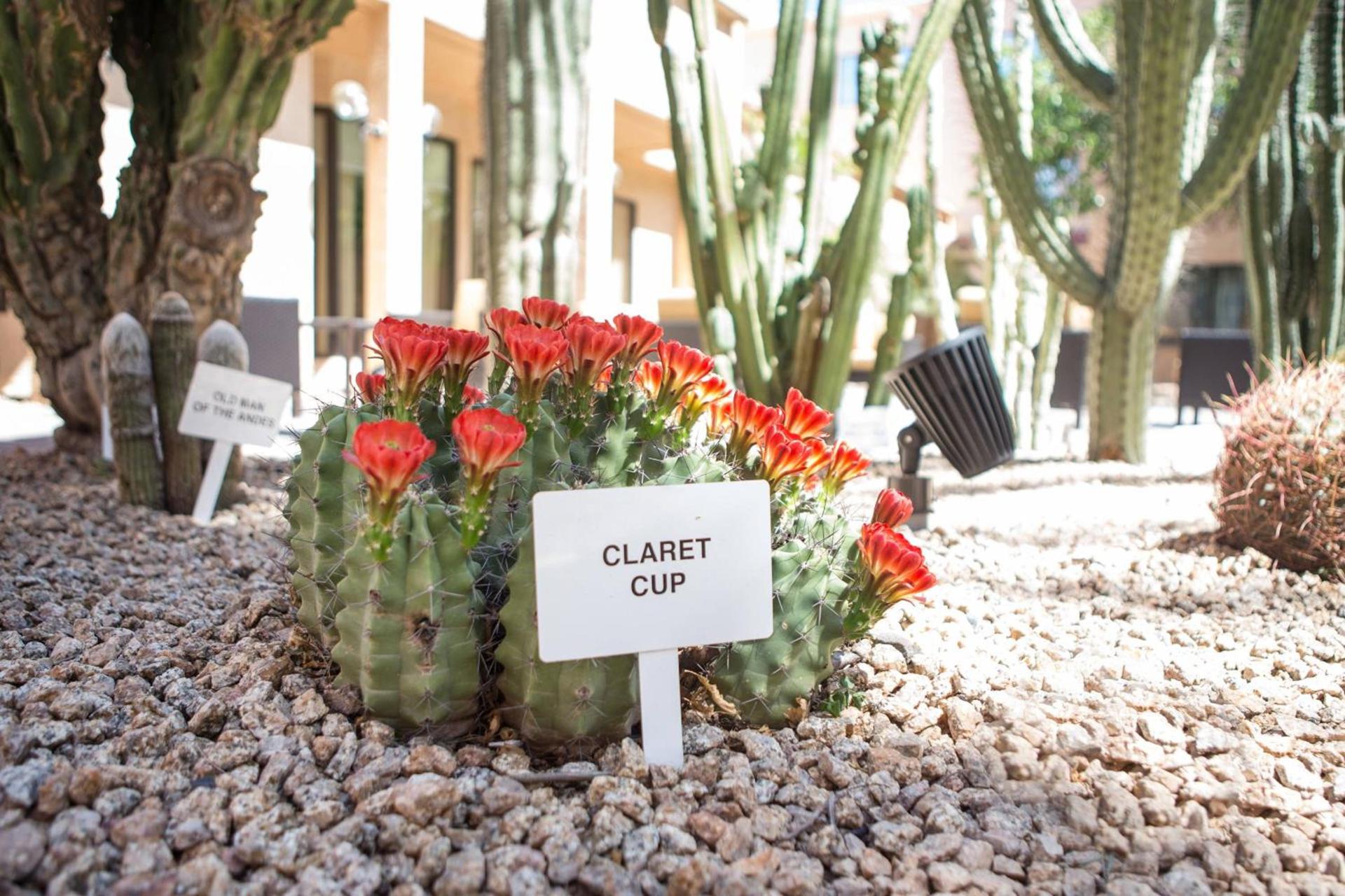 Courtyard by Marriott Phoenix Mesa photo 4