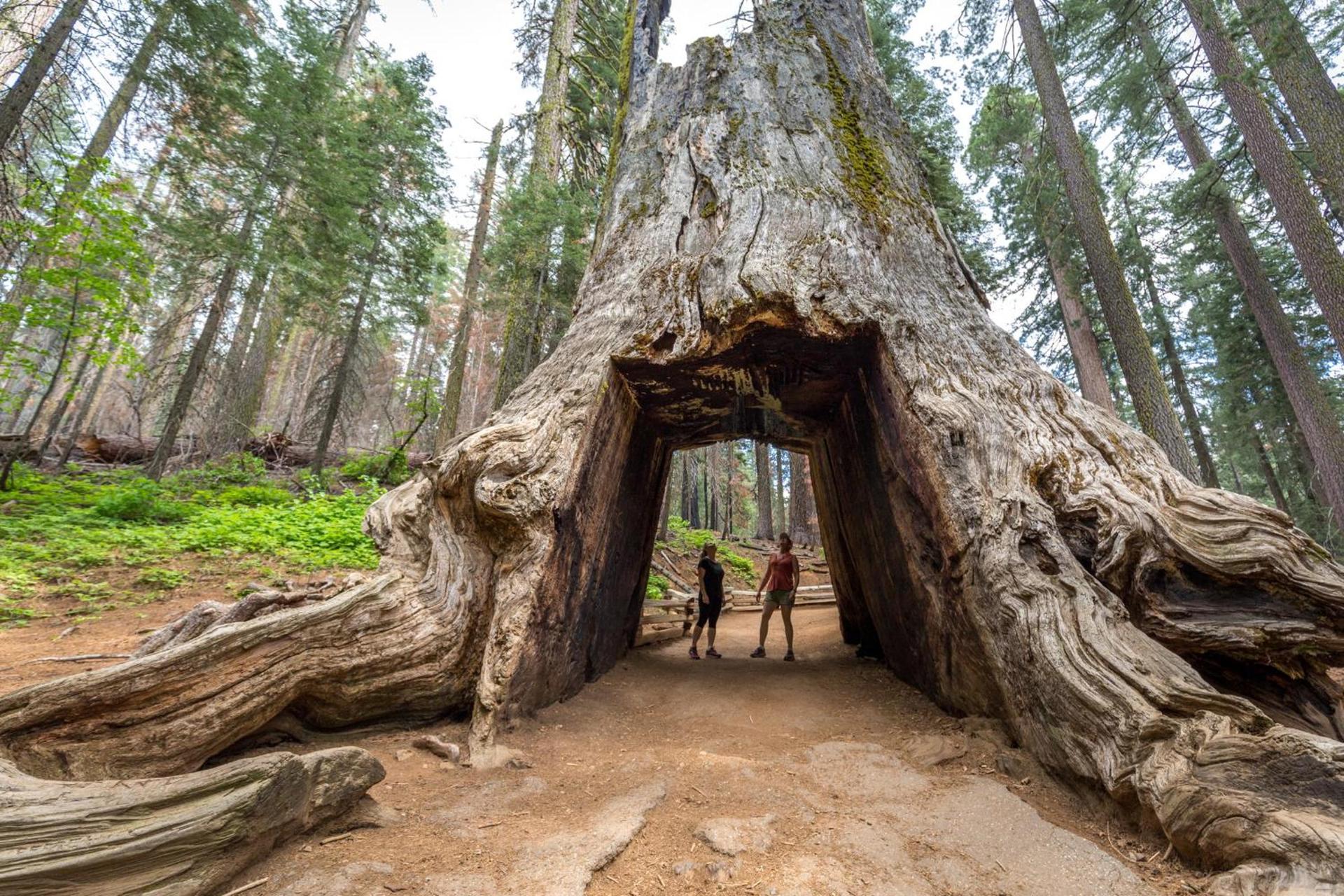 Rush Creek Lodge at Yosemite photo 13
